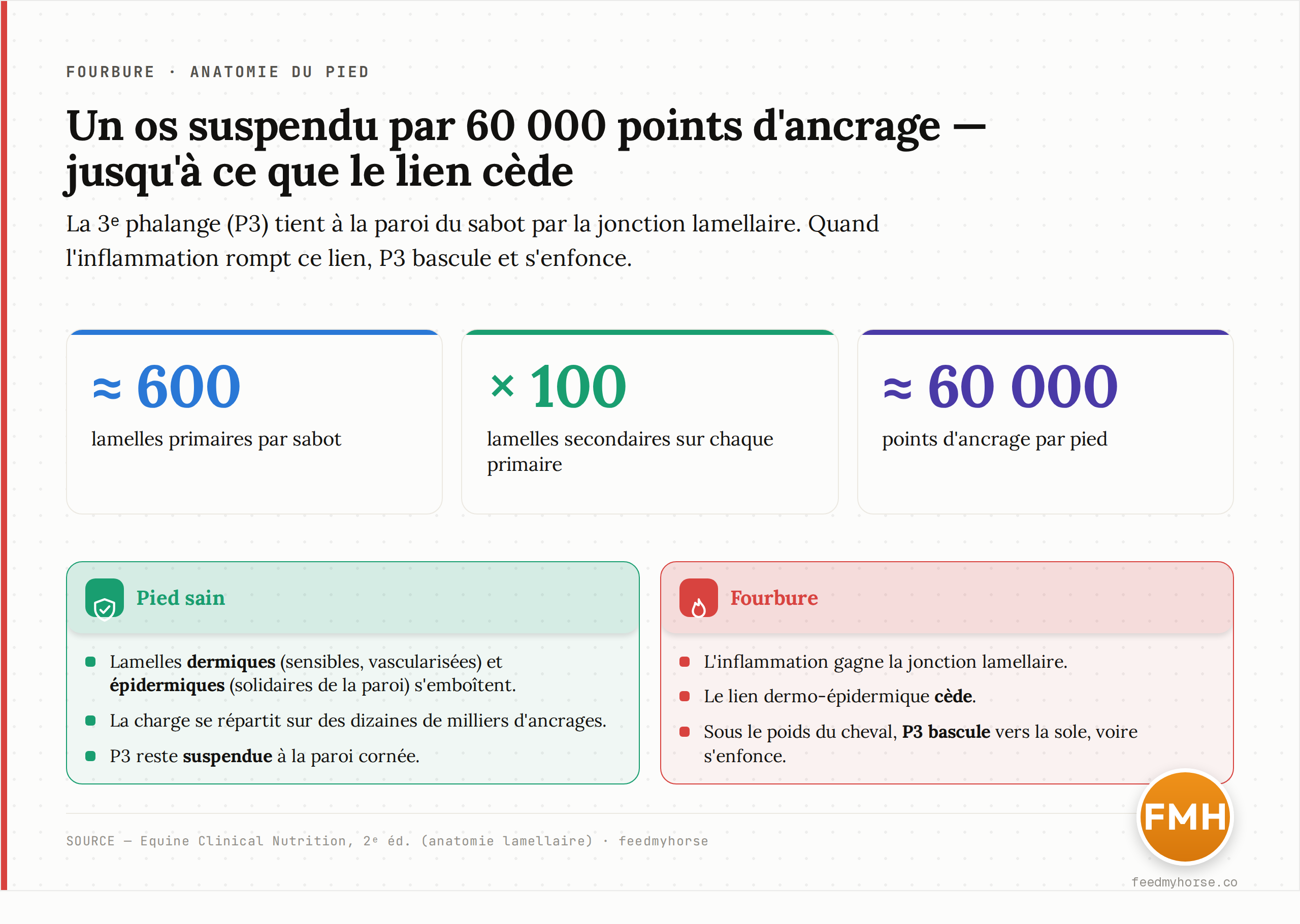 Schéma anatomique : dans un pied sain, les lamelles dermiques (sensibles, vascularisées) et épidermiques (insensibles, solidaires de la paroi) s'emboîtent et maintiennent la troisième phalange (P3) accrochée à la paroi du sabot. Quand l'inflammation rompt ce lien, P3 bascule et s'enfonce sous le poids du cheval. Source : Equine Clinical Nutrition, 2e éd. (anatomie et nombre de lamelles).