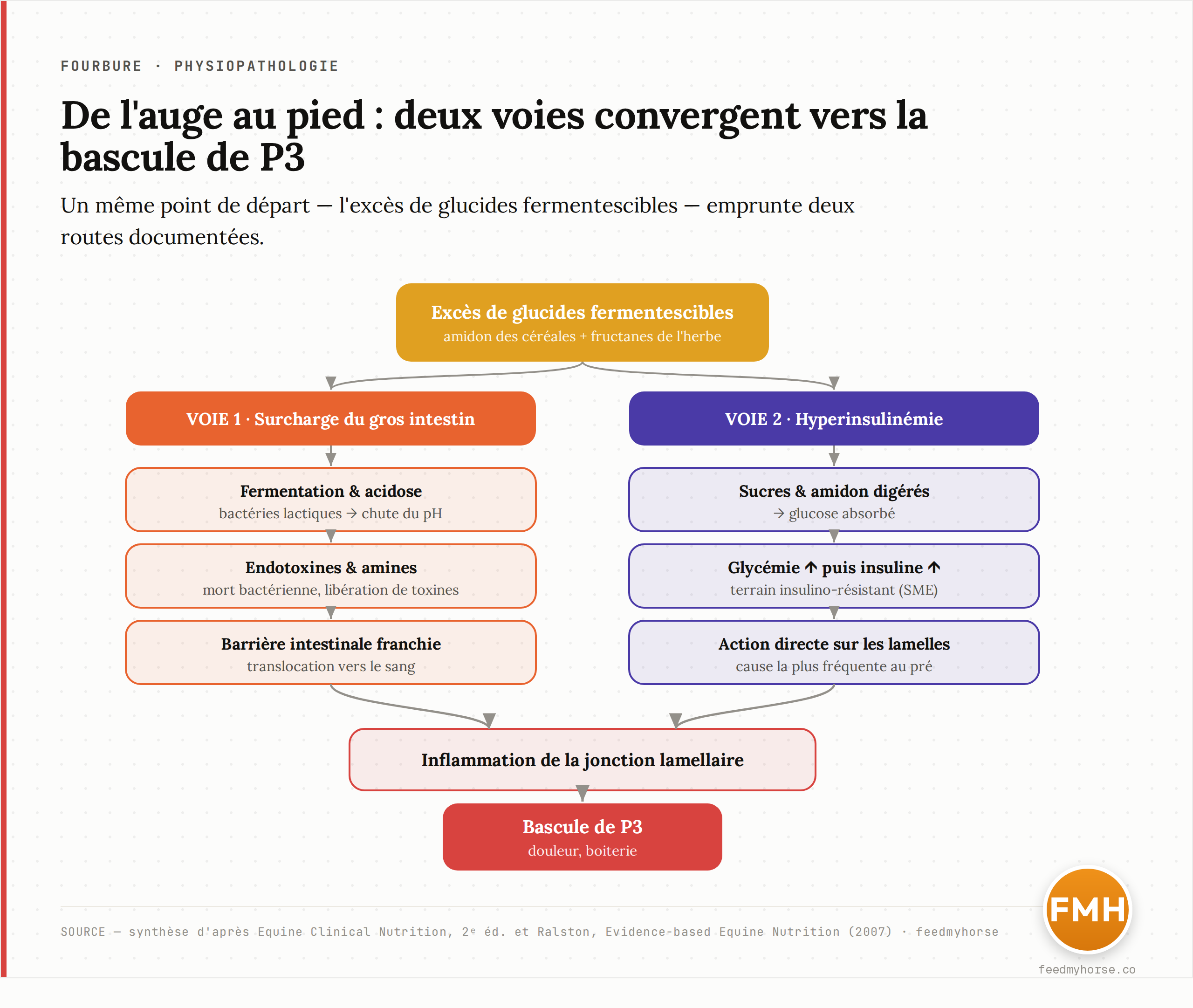 Schéma en cascade : de l'auge au pied, les deux voies documentées de la fourbure alimentaire. À gauche, la surcharge du gros intestin (fermentation, acidose, endotoxines et amines, atteinte de la barrière intestinale) ; à droite, la voie de l'hyperinsulinémie. Les deux convergent vers l'inflammation de la jonction lamellaire et la bascule de P3. Source : synthèse d'après Equine Clinical Nutrition (2e éd.) et Ralston, Evidence-based Equine Nutrition (2007).