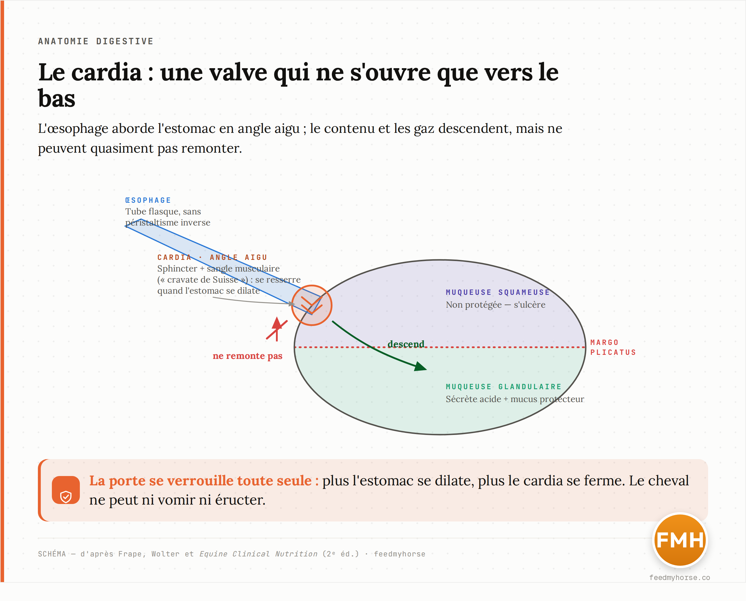 Schéma de la jonction œsophage–estomac du cheval. L'œsophage aborde l'estomac selon un angle aigu (cardia) ; le sphincter cardial et la sangle musculaire oblique (« cravate de Suisse ») se resserrent quand l'estomac se dilate, verrouillant la porte. Le contenu et les gaz descendent mais ne peuvent quasiment pas remonter. La ligne margo plicatus sépare la muqueuse squameuse (haut) de la muqueuse glandulaire (bas). Schéma explicatif d'après Frape, Wolter et Equine Clinical Nutrition (2e éd.).