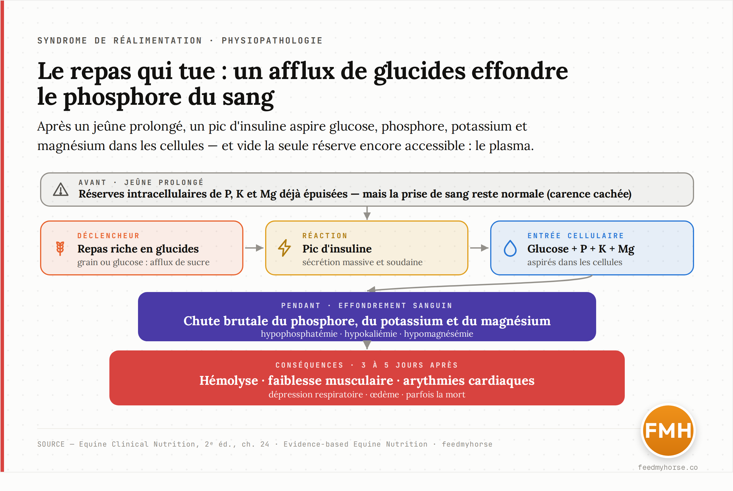 Schéma du mécanisme du refeeding syndrome : pendant le jeûne prolongé le corps brûle ses graisses et épuise ses réserves intracellulaires de phosphore, potassium et magnésium, tout en gardant une prise de sang normale ; la réintroduction rapide de glucides déclenche un pic d'insuline qui fait entrer glucose, P, K et Mg dans les cellules, effondre leurs taux sanguins et provoque hémolyse, faiblesse musculaire, arythmies, dépression respiratoire et œdème, parfois mortels 3 à 5 jours après le début de la renutrition. Source : Equine Clinical Nutrition, 2e éd., ch. 24.