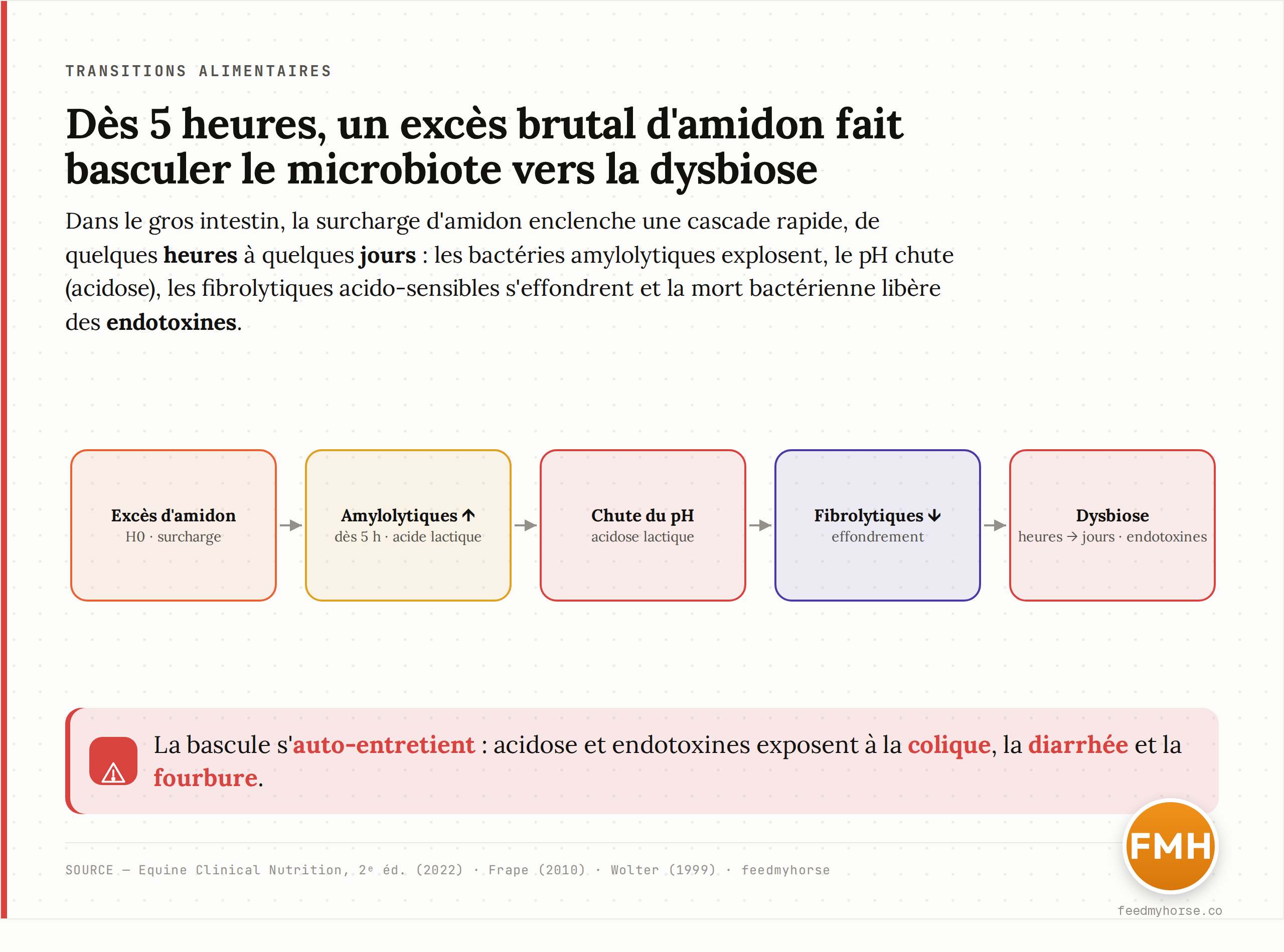Schéma de la cascade déclenchée par un apport brutal d'amidon dans le gros intestin du cheval : les bactéries amylolytiques explosent, l'acide lactique s'accumule, le pH chute (acidose), les fibrolytiques acido-sensibles s'effondrent et la mort bactérienne libère des endotoxines — d'où colique, diarrhée et fourbure. Sources : Equine Clinical Nutrition 2e éd. (2022), Frape (2010), Wolter (1999).