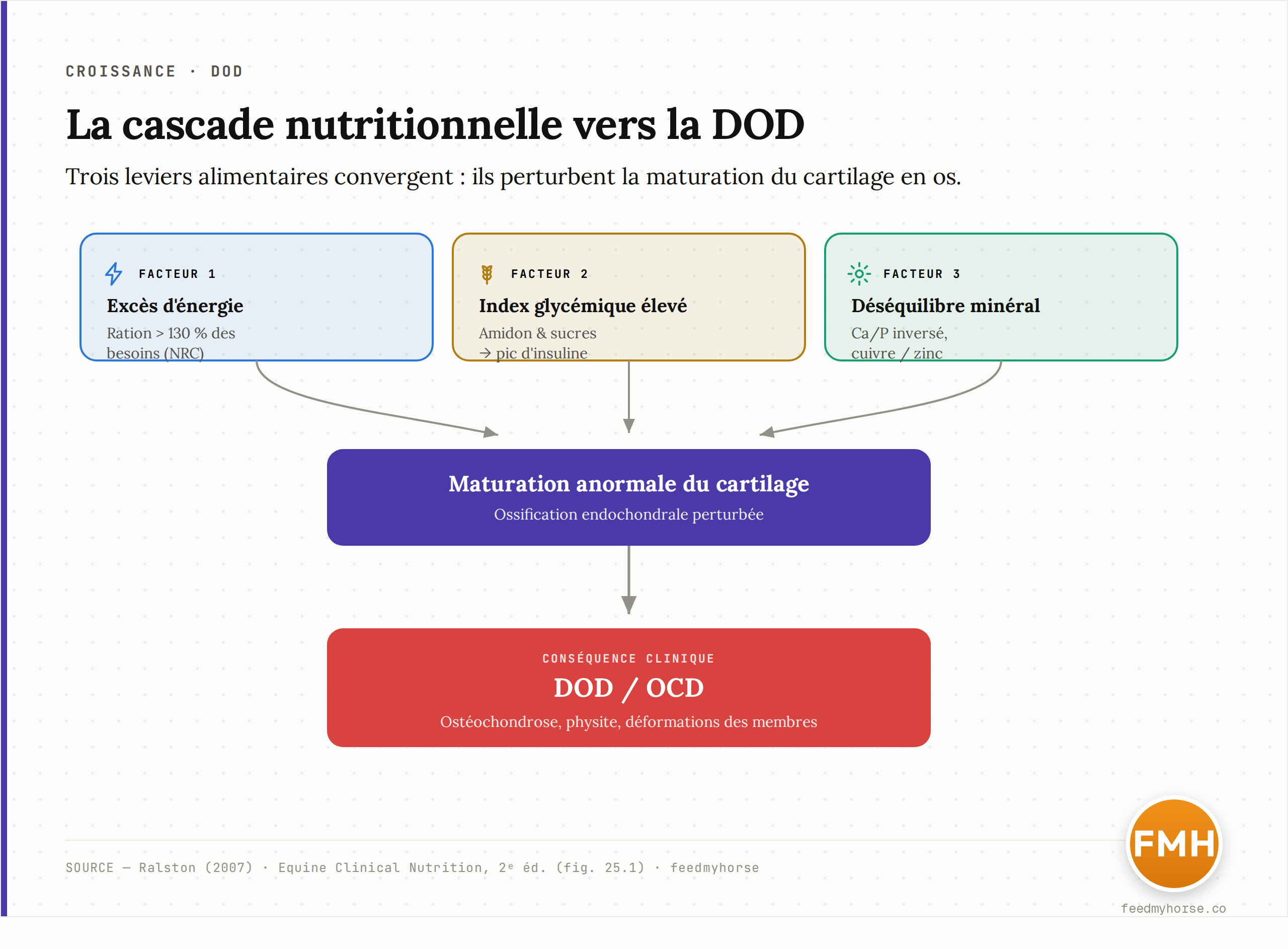 Schéma de la cascade menant aux maladies orthopédiques du développement : un excès d'énergie (ration supérieure à 130 % des recommandations NRC) et une ration à index glycémique élevé, combinés à un déséquilibre minéral, perturbent la maturation du cartilage en os (ossification endochondrale anormale) et débouchent sur les DOD/OCD. Sources : Ralston (2007) ; Equine Clinical Nutrition, 2e éd. (fig. 25.1).