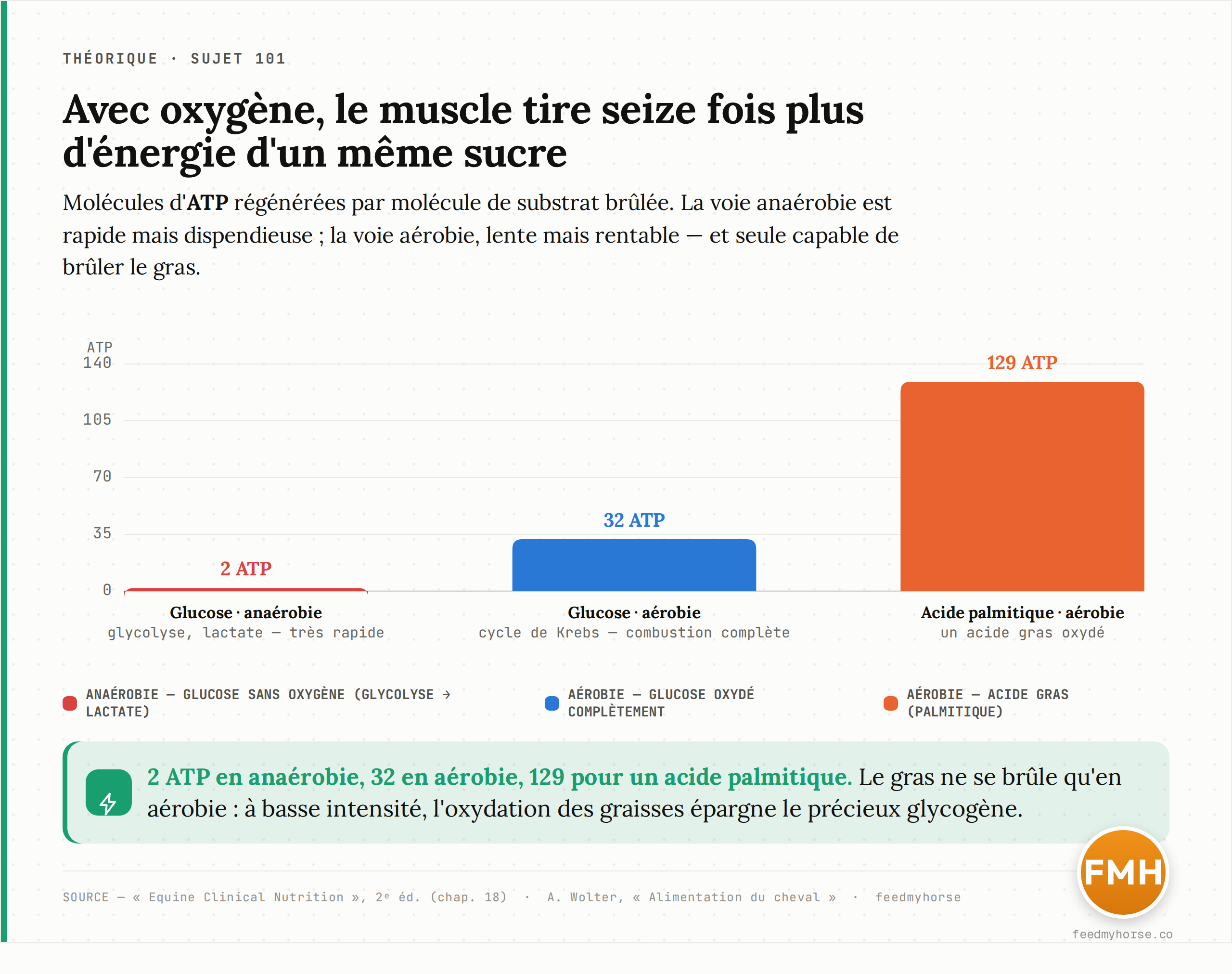 Rendement énergétique comparé des voies métaboliques : la dégradation anaérobie d'une molécule de glucose ne libère que 2 ATP, contre 32 ATP par voie aérobie (soit seize fois plus) et 129 ATP pour l'oxydation d'un acide palmitique — seule la voie aérobie sait brûler le gras. Source : Equine Clinical Nutrition, 2e éd. (chap. 18) et A. Wolter, Alimentation du cheval.