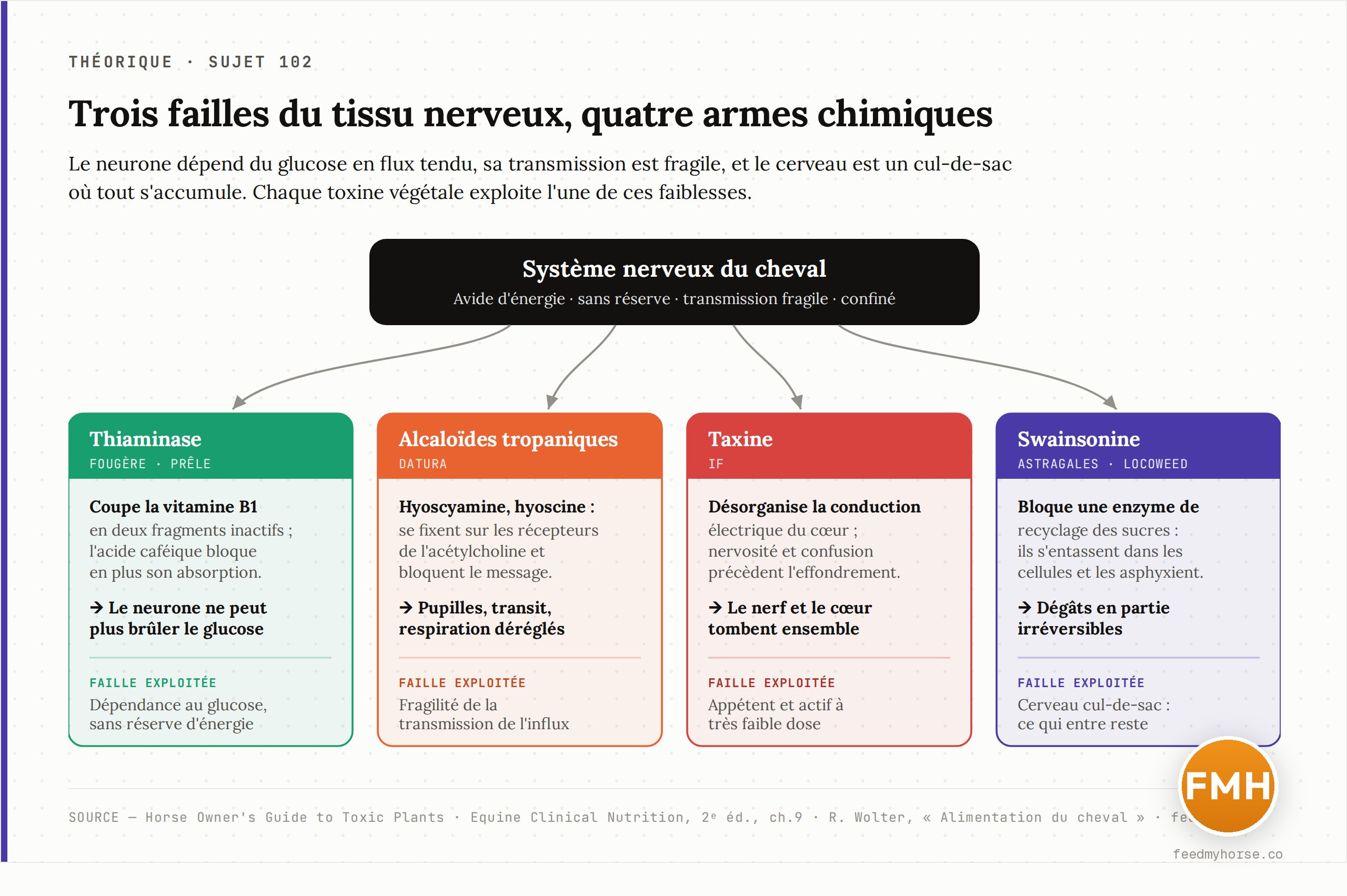 Schéma reliant les trois failles du tissu nerveux (dépendance au glucose sans réserve, transmission fragile, cerveau cul-de-sac) aux quatre armes chimiques : la thiaminase de la fougère et de la prêle coupe la vitamine B1, les alcaloïdes tropaniques du datura bloquent l'acétylcholine, la taxine de l'if désorganise cœur et nerf, la swainsonine des astragales asphyxie les cellules par accumulation de sucres.