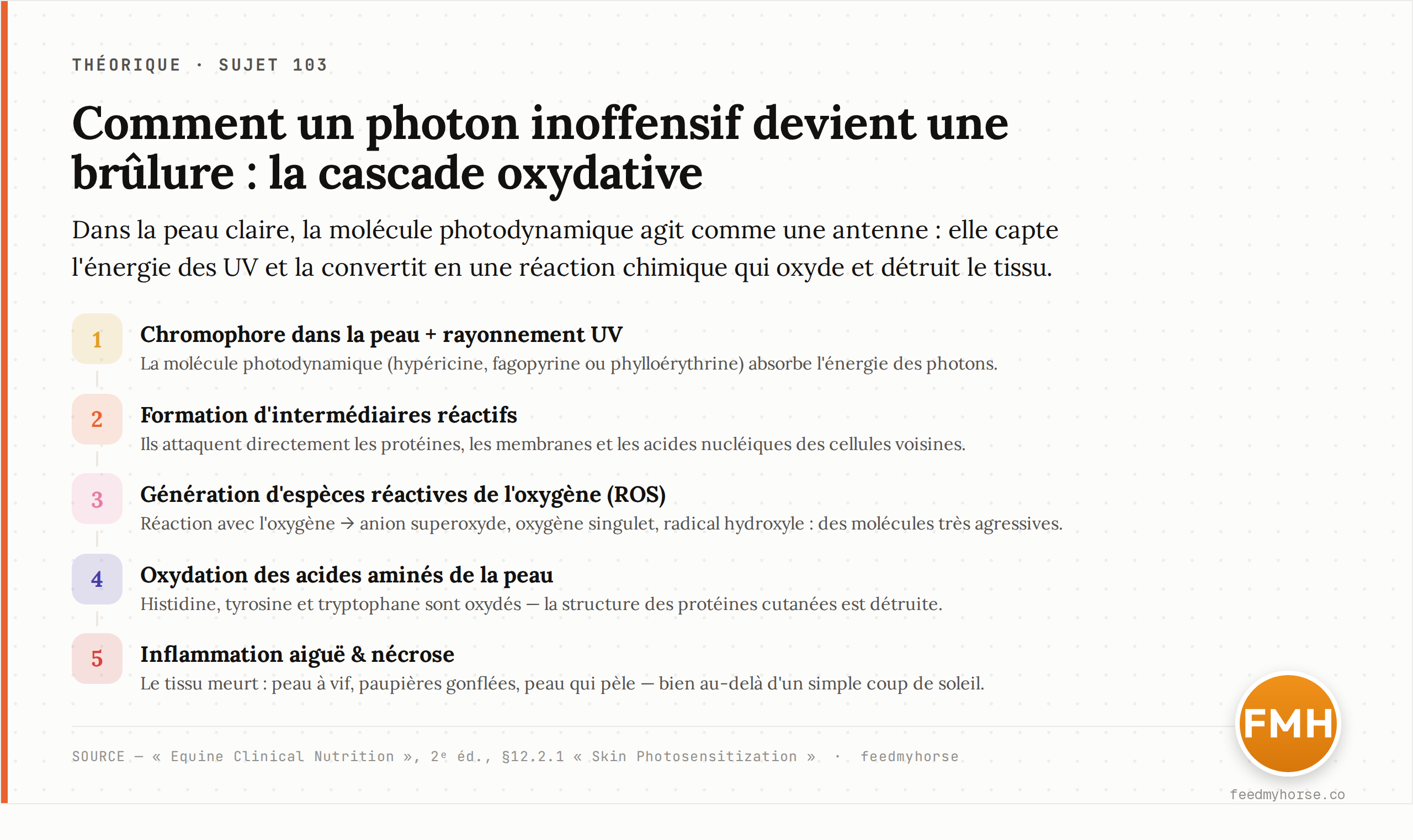 Cascade photochimique de la photosensibilisation en 5 étapes : chromophore cutané + UV → intermédiaires réactifs (attaque des protéines, membranes et acides nucléiques) → ROS (anion superoxyde, oxygène singulet, radical hydroxyle) → oxydation de l'histidine, la tyrosine et le tryptophane → inflammation aiguë et nécrose. Source : Equine Clinical Nutrition, 2ᵉ éd., §12.2.1.