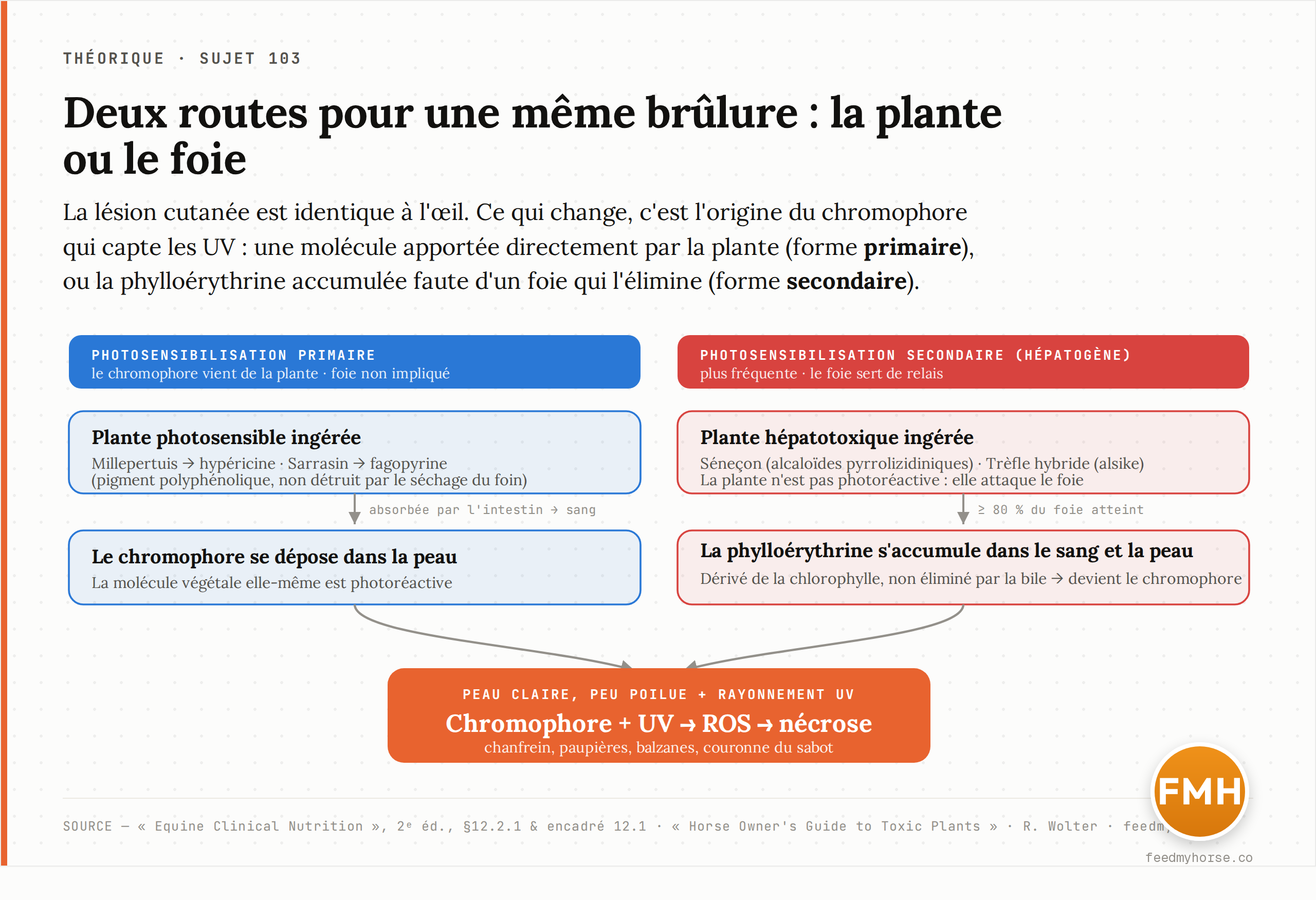 Les deux voies vers une même lésion cutanée. Primaire : une plante photosensible (millepertuis/hypéricine, sarrasin/fagopyrine) apporte directement le chromophore, foie non impliqué. Secondaire (hépatogène) : une plante hépatotoxique (séneçon, trèfle hybride) lèse le foie (≥ 80 % atteint), qui n'élimine plus la phylloérythrine — dérivé de la chlorophylle — laquelle s'accumule et devient le chromophore. Les deux voies convergent : chromophore + UV → ROS → nécrose de la peau claire. Source : Equine Clinical Nutrition, 2ᵉ éd., encadré 12.1.