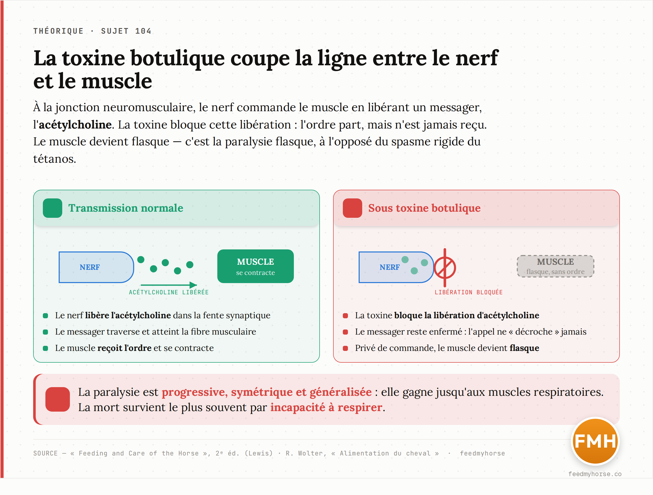 À la jonction neuromusculaire, la transmission normale libère l'acétylcholine qui traverse jusqu'au muscle et le fait se contracter ; sous toxine botulique, la libération d'acétylcholine est bloquée — l'ordre part mais n'arrive jamais, et le muscle devient flasque. La paralysie qui en résulte est progressive, symétrique et généralisée, jusqu'aux muscles respiratoires, d'où la mort le plus souvent par incapacité à respirer. Source : Feeding and Care of the Horse, 2ᵉ éd. (Lewis) · R. Wolter, Alimentation du cheval · feedmyhorse