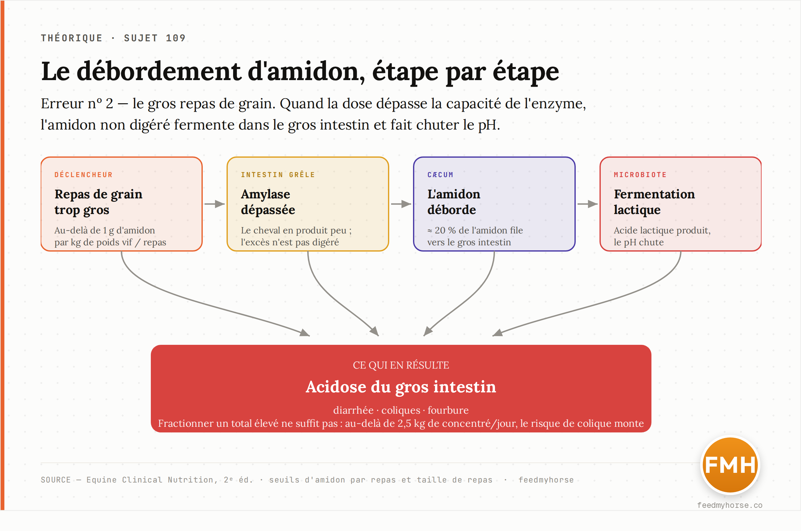 La cascade du débordement d'amidon : un repas dépassant 1 g d'amidon/kg saturé l'amylase du grêle, environ 20 % de l'amidon déborde vers le cæcum où la fermentation produit de l'acide lactique, le pH chute et déclenche l'acidose du gros intestin. Source : Equine Clinical Nutrition, 2ᵉ éd. · feedmyhorse