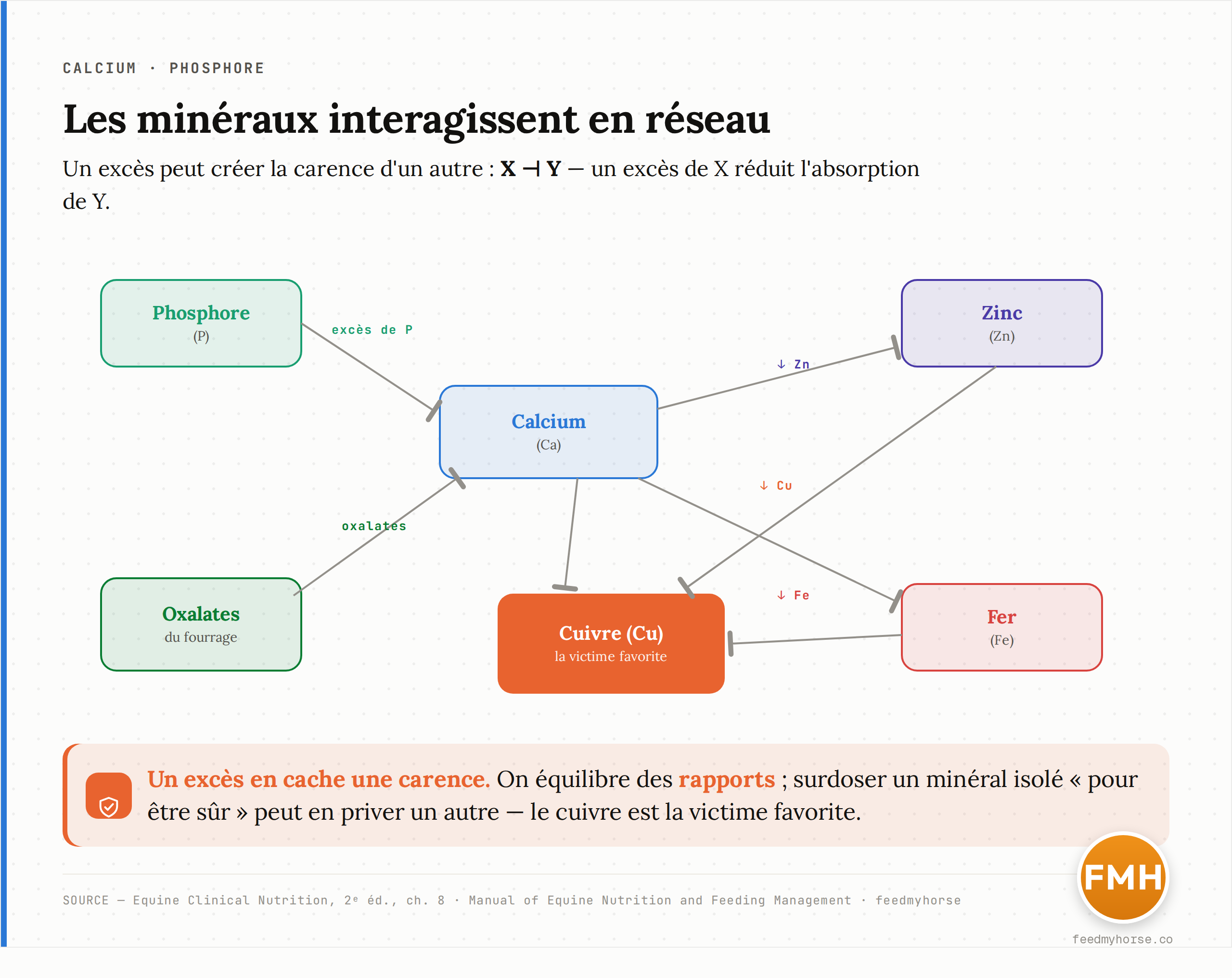 Schema du reseau d'antagonismes entre calcium, phosphore, zinc, cuivre et fer : une fleche X vers Y signifie qu'un exces de X reduit l'absorption de Y. Un exces de phosphore bloque le calcium ; les oxalates du fourrage piegent le calcium ; un exces de calcium reduit zinc, cuivre et fer ; un exces de zinc ou de fer reduit le cuivre. Source : Equine Clinical Nutrition, 2e ed., ch. 8 ; Manual of Equine Nutrition.