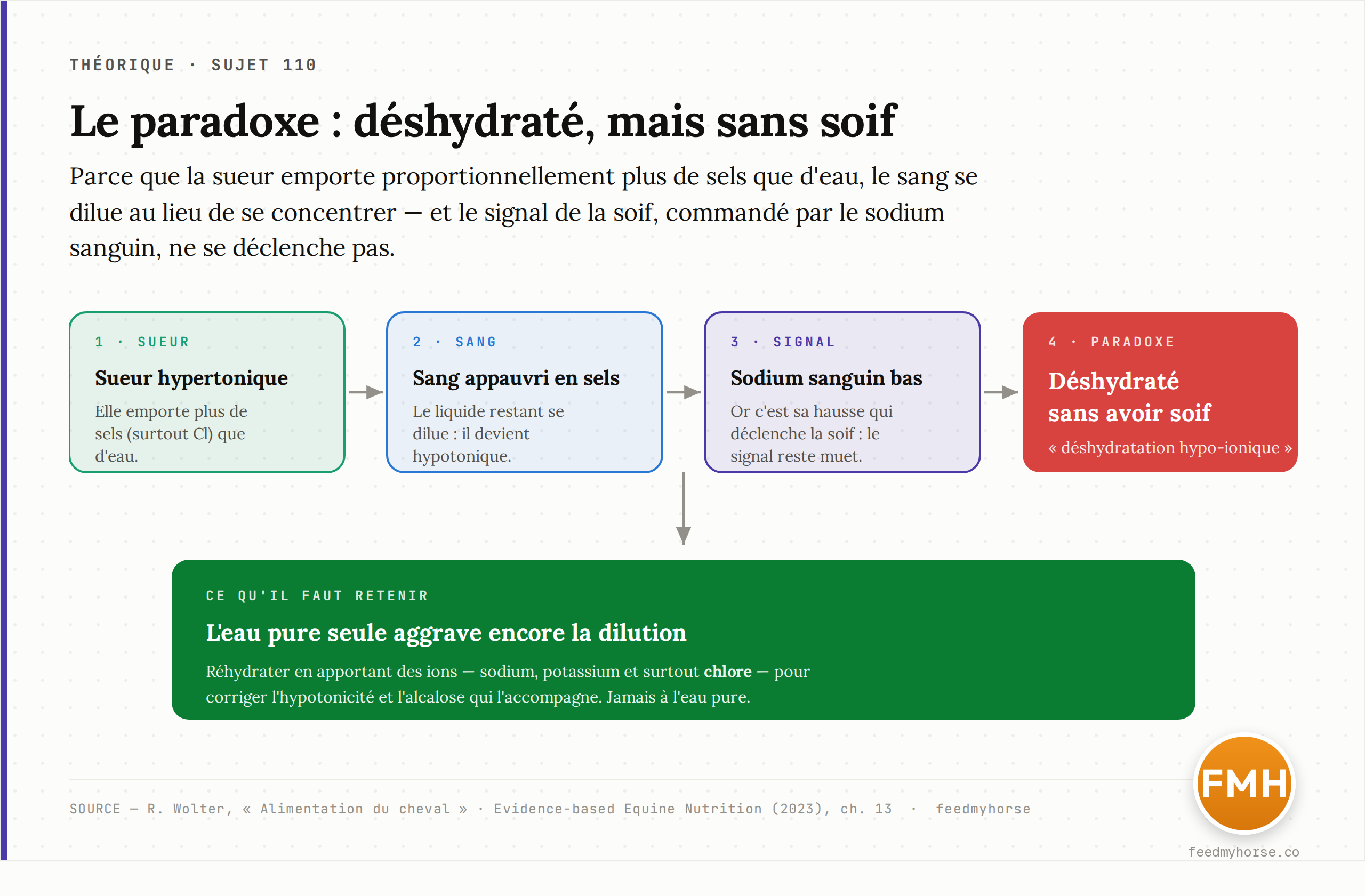 La cascade du paradoxe « déshydraté mais sans soif » : la sueur hypertonique appauvrit le sang en sels (hypotonicité), le sodium sanguin baisse et le signal de la soif ne se déclenche pas. Corriger avec des ions (Na, K et surtout Cl), jamais à l'eau pure. Source : Wolter, Alimentation du cheval ; Evidence-based Equine Nutrition, 2023.