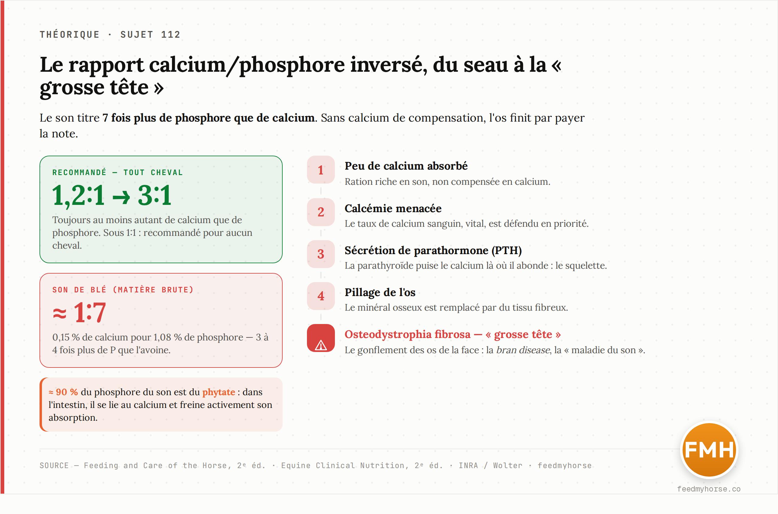 La chaîne du désordre : un rapport Ca:P de 1:7 (0,15 % Ca / 1,08 % P) contre 1,2:1 à 3:1 recommandé, aggravé par ~90 % de phosphore phytique qui bloque l'absorption du calcium, mène — sans calcium de compensation — à la sécrétion de parathormone, au pillage du squelette et à l'osteodystrophia fibrosa, la « grosse tête » ou bran disease. Source : Feedmyhorse d'après Feeding and Care of the Horse et Equine Clinical Nutrition, 2e éd.