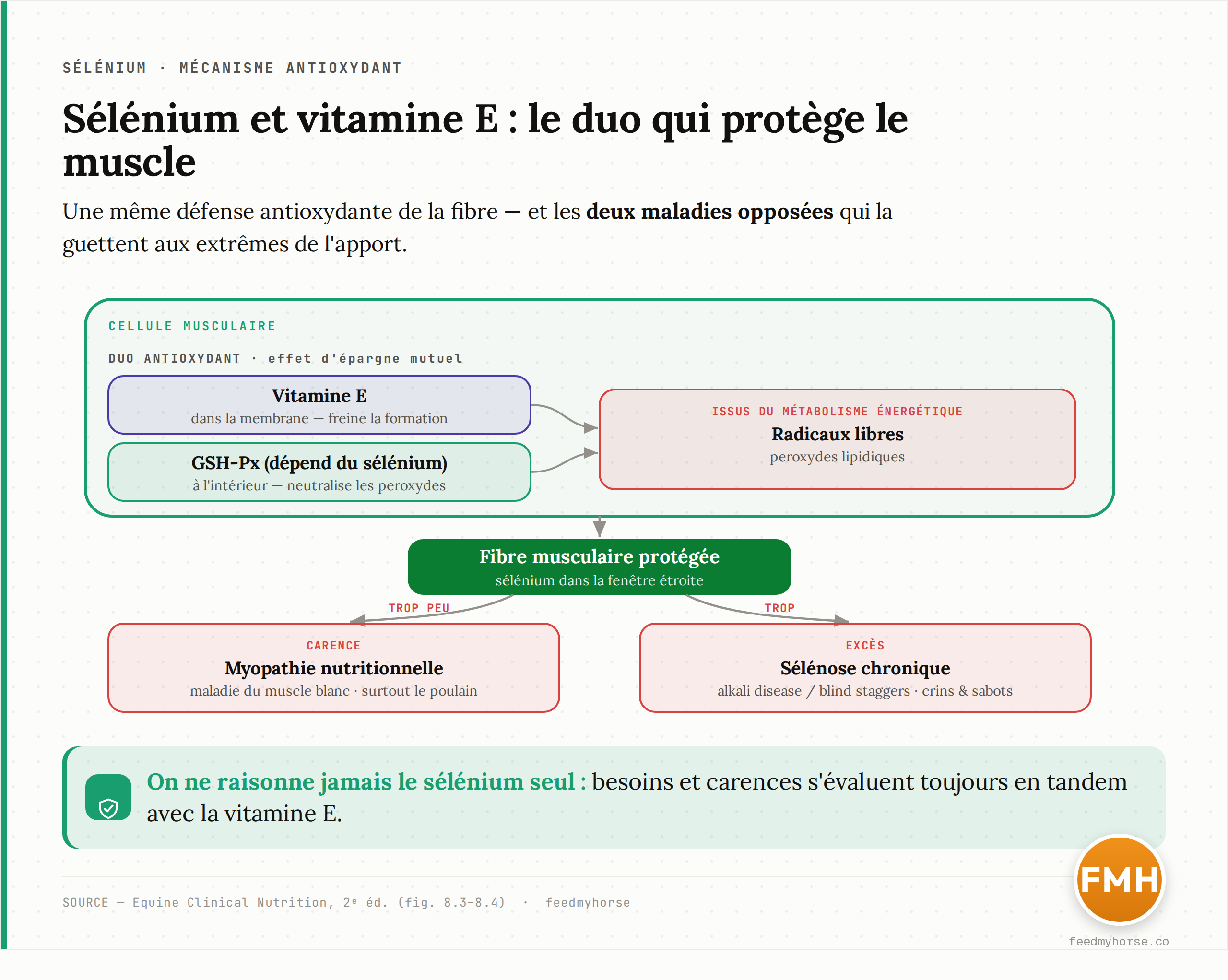 Schéma : dans la cellule musculaire, le métabolisme énergétique produit des radicaux libres (peroxydes lipidiques). La vitamine E, dans la membrane, freine leur formation ; la glutathion peroxydase (GSH-Px), qui dépend du sélénium, neutralise à l'intérieur ceux qui se forment. Ce duo antioxydant protège la fibre. Un défaut fait basculer vers la myopathie nutritionnelle (maladie du muscle blanc, surtout chez le poulain) ; un excès provoque à l'inverse la sélénose chronique (alkali disease / blind staggers). Deux tableaux opposés, une même cause de fond. D'après Equine Clinical Nutrition, 2e éd.