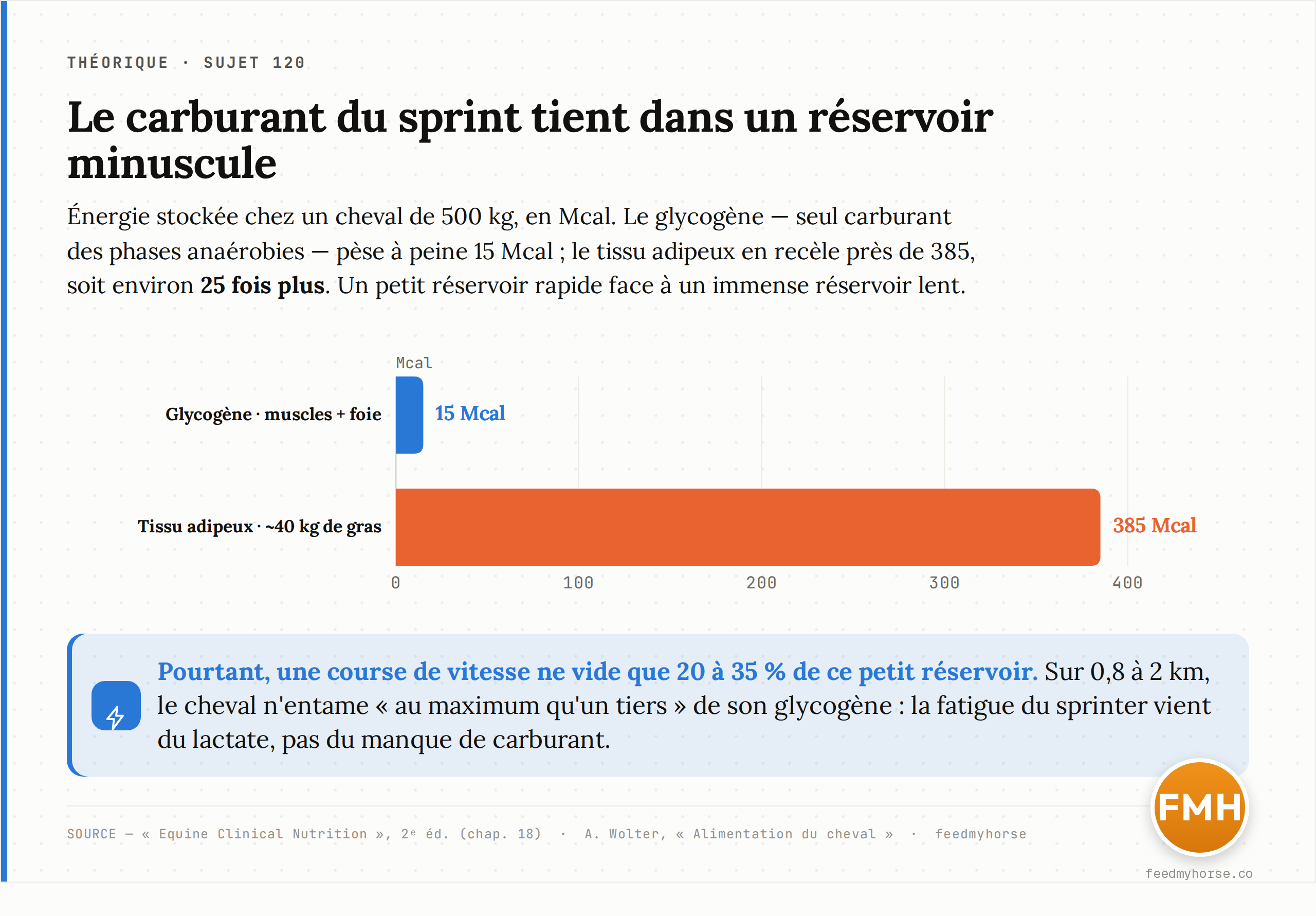 Comparaison des deux réserves d'énergie d'un cheval de 500 kg : le glycogène (muscles + foie) plafonne à environ 15 Mcal, contre près de 385 Mcal stockées dans quelque 40 kg de tissu adipeux — soit environ 25 fois plus d'énergie dans le gras que dans les glucides ; pourtant, une course de vitesse ne vide que 20 à 35 % du petit réservoir (Equine Clinical Nutrition, 2e éd. ; A. Wolter, Alimentation du cheval).