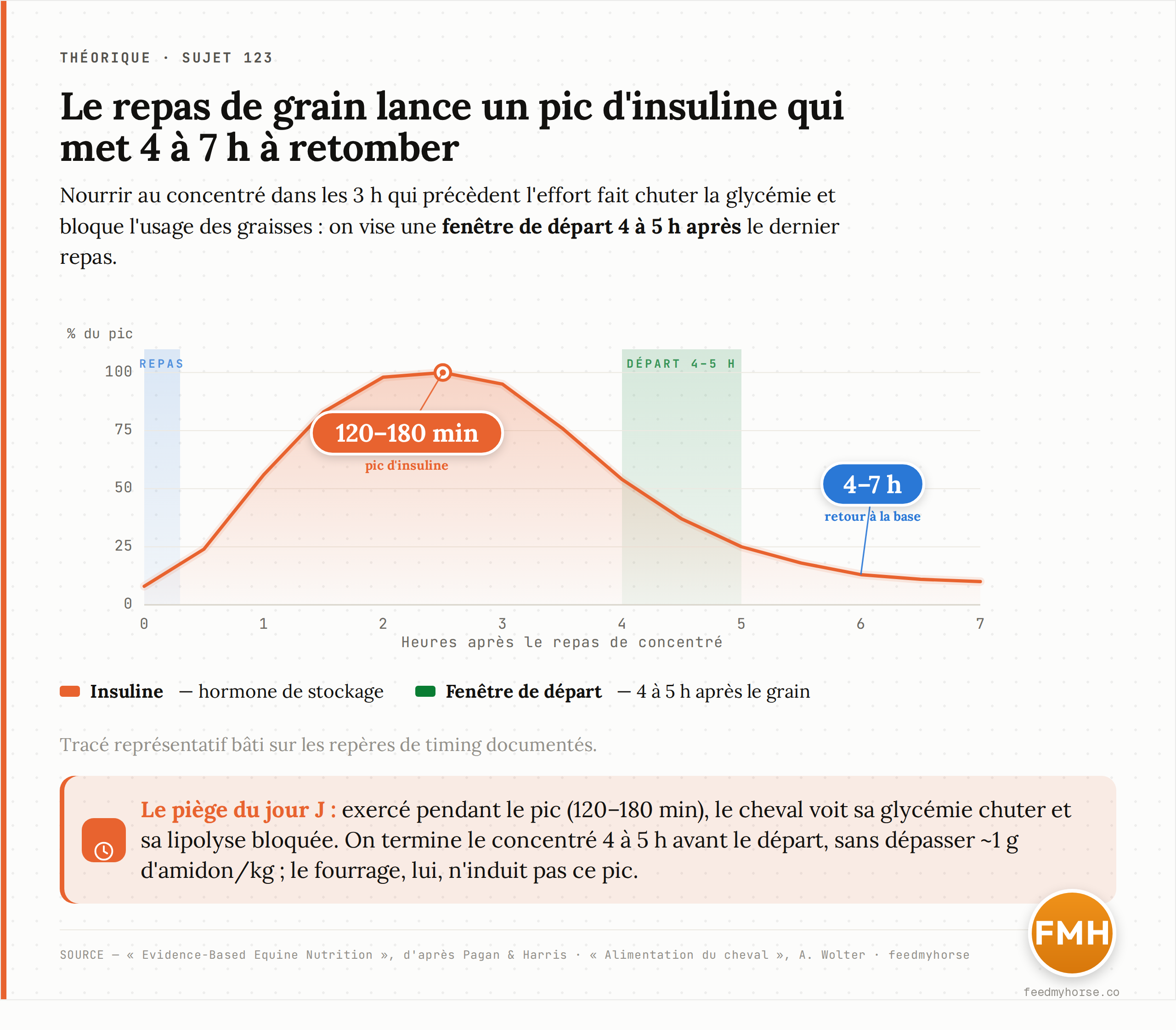 Après un repas de concentré, l'insuline culmine entre 120 et 180 min puis ne revient à sa valeur de base qu'en 4 à 7 h : nourrir dans les 3 h qui suivent expose à une chute de la glycémie à l'effort, d'où la fenêtre de départ à 4-5 h. Source : Evidence-Based Equine Nutrition, d'après Pagan et Harris · feedmyhorse