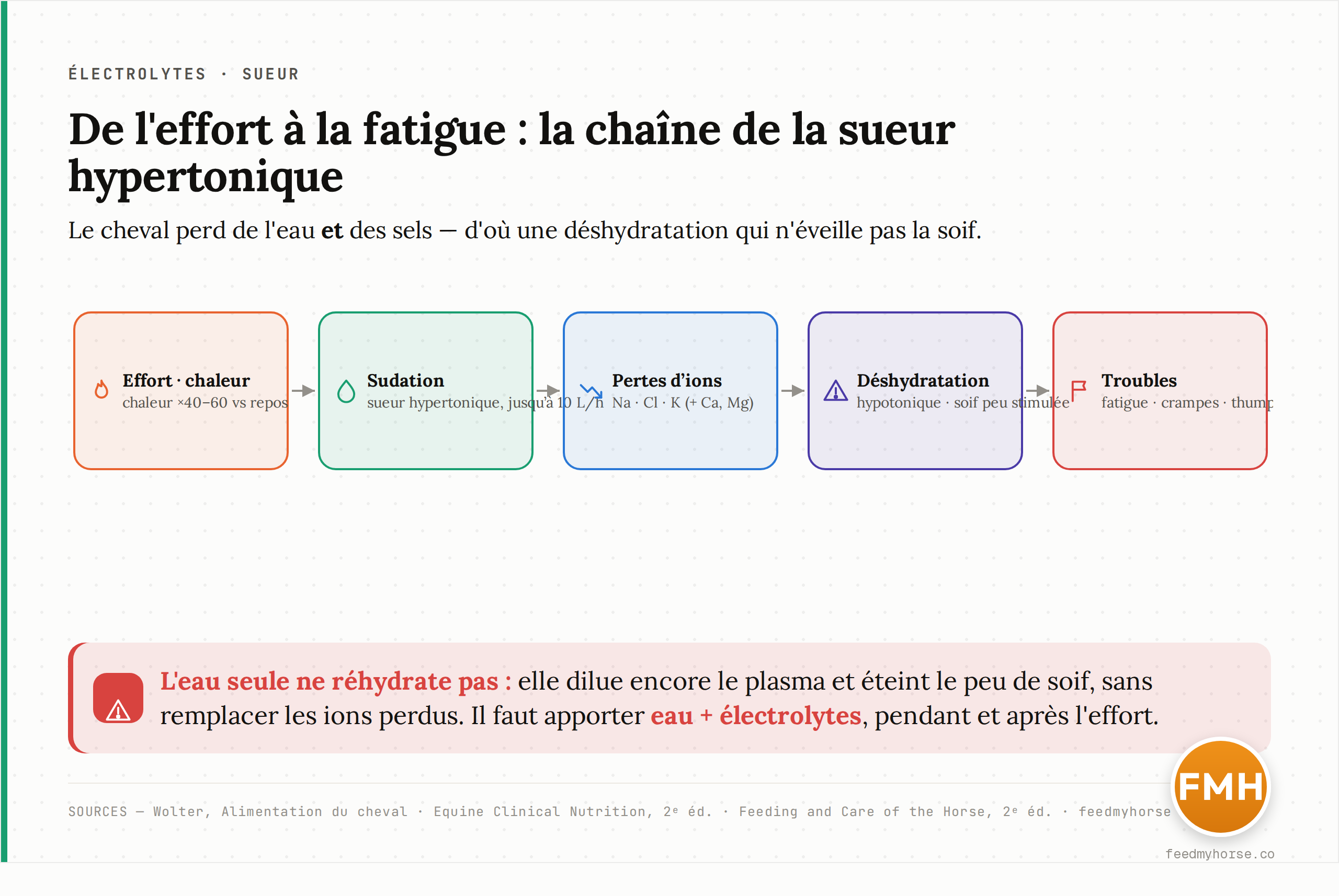De l'effort au trouble : la chaîne physiologique de la sueur hypertonique. L'effort ou la chaleur déclenchent une sudation abondante (jusqu'à 10 L/h) d'une sueur hypertonique ; le cheval perd simultanément de l'eau et des ions (Na, Cl, K, plus un peu de Ca et Mg). Il s'installe une déshydratation « hypotonique » qui stimule peu la soif, avec chute des ions plasmatiques (chlore surtout, d'où alcalose), pouvant conduire à fatigue, crampes, thumps et coup de chaleur. Donner de l'eau seule dilue encore le plasma sans remplacer les ions ni relancer la soif : la réhydratation reste incomplète. Il faut eau ET électrolytes. Sources : Wolter ; Equine Clinical Nutrition ; Feeding and Care of the Horse.