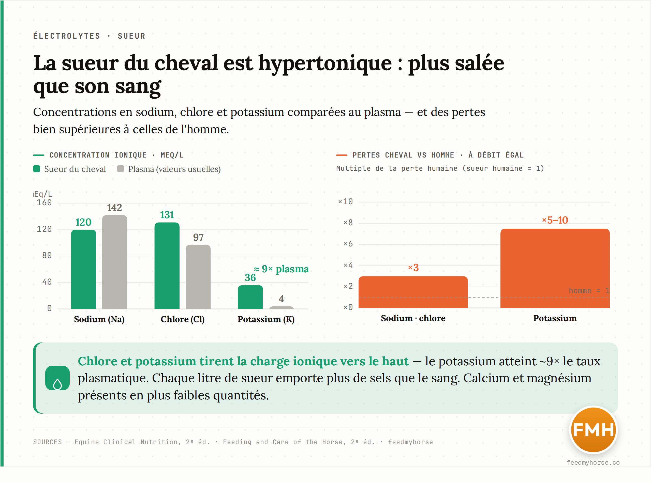 Composition ionique de la sueur du cheval. À gauche : concentrations en sodium, chlore et potassium comparées aux valeurs usuelles du plasma (en mEq/L) ; la sueur est plus chargée en ions, surtout en chlore et en potassium (K environ 9 fois le taux plasmatique), ce qui la rend hypertonique. À droite : à débit de sudation égal, le cheval perd environ 3 fois plus de sodium et de chlore, et 5 à 10 fois plus de potassium que l'homme. Calcium et magnésium présents en plus faibles quantités. Sources : Equine Clinical Nutrition, 2e éd. ; Feeding and Care of the Horse, 2e éd.