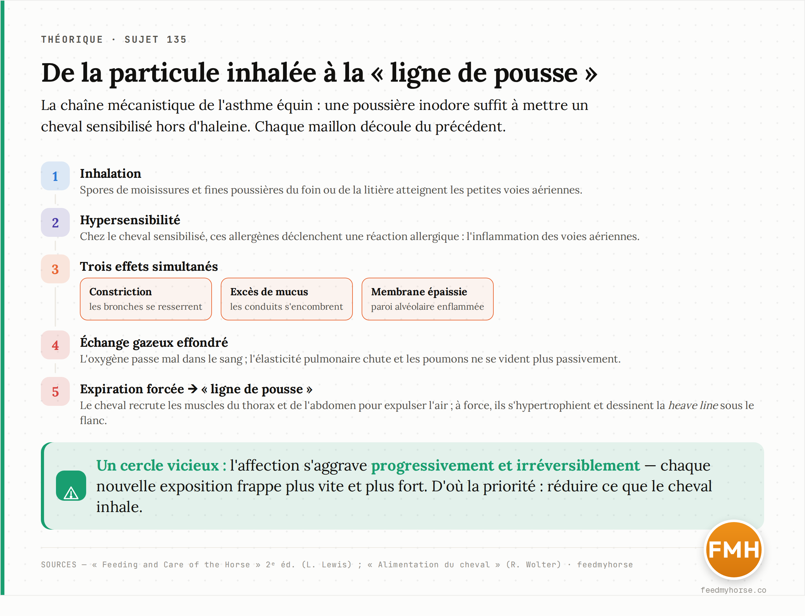Cascade mécanistique de l'asthme équin : de la particule inhalée à la ligne de pousse. La spore ou poussière inhalée déclenche chez le cheval sensibilisé une inflammation aux trois effets simultanés (constriction des bronches, excès de mucus, épaississement de la membrane alvéolaire), qui effondre l'échange gazeux et force le cheval à recruter ses muscles pour expirer, dessinant la « heave line » (Sources : Feeding and Care of the Horse ; Wolter).