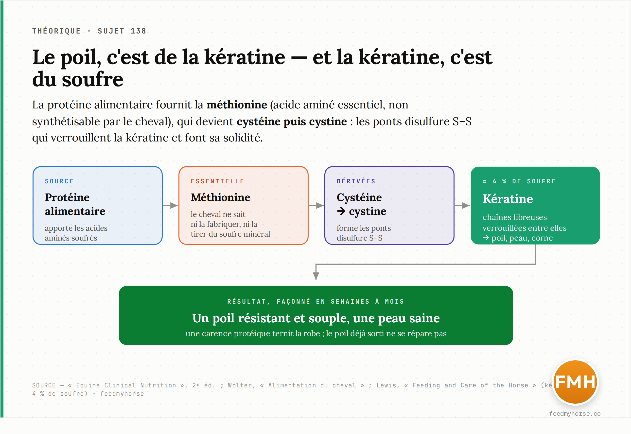 La chaîne de fabrication du poil : la protéine alimentaire apporte la méthionine (acide aminé essentiel que le cheval ne sait ni fabriquer ni tirer du soufre minéral), qui devient cystéine puis cystine — les ponts disulfure S–S qui verrouillent la kératine, laquelle contient environ 4 % de soufre. Source : Equine Clinical Nutrition (2e éd.) ; Wolter, Alimentation du cheval ; Lewis, Feeding and Care of the Horse.