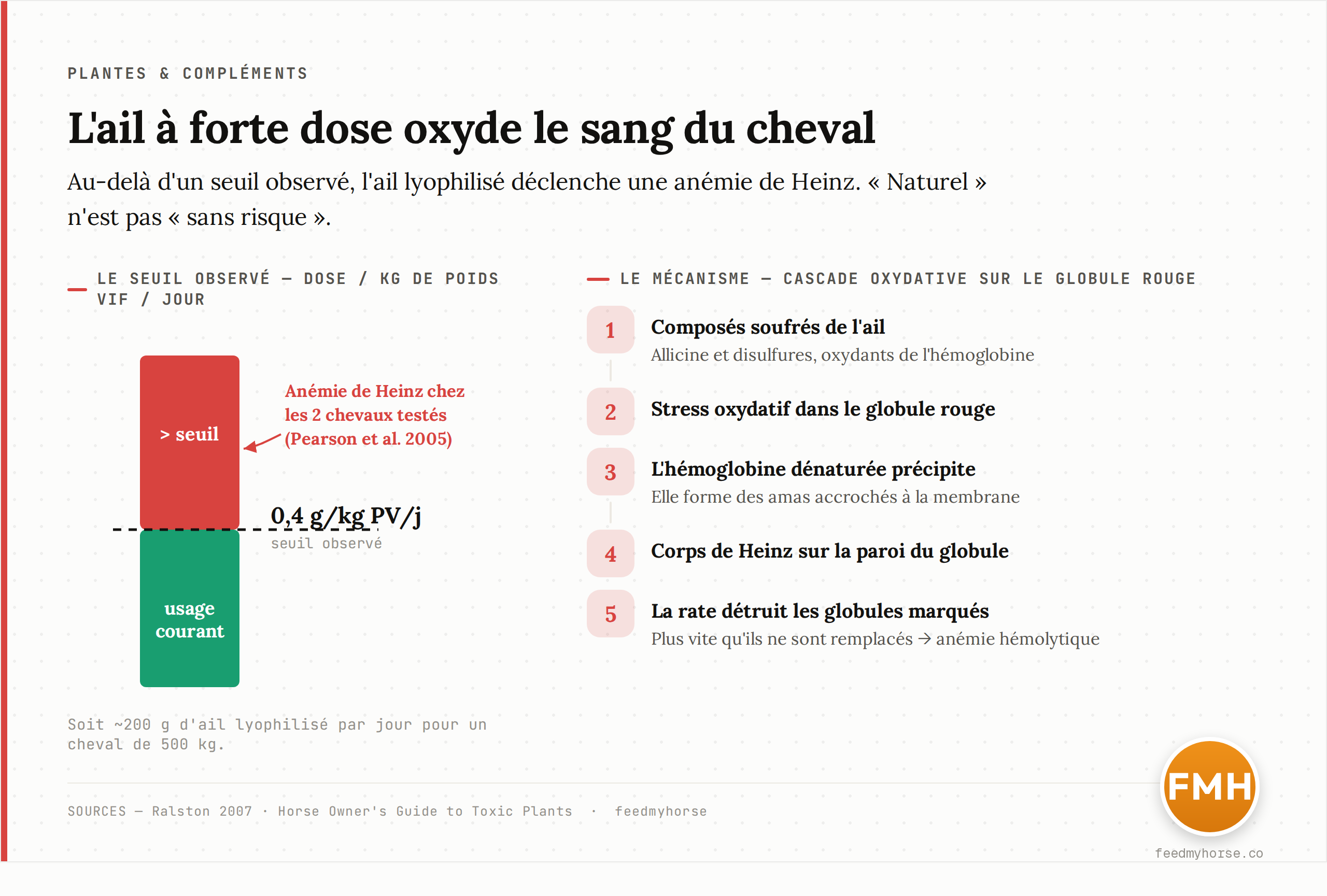 Le cas de l'ail. À gauche : au-delà d'un seuil observé de 0,4 g d'ail lyophilisé par kilo de poids vif et par jour, une anémie de Heinz est apparue chez les deux chevaux testés (Pearson et al., 2005). À droite : le mécanisme. Les composés soufrés de l'ail créent un stress oxydatif dans le globule rouge, l'hémoglobine dénaturée précipite en corps de Heinz accrochés à la membrane, et les globules ainsi marqués sont détruits, provoquant une anémie hémolytique. Sources : Ralston 2007 ; Horse Owner's Guide to Toxic Plants.