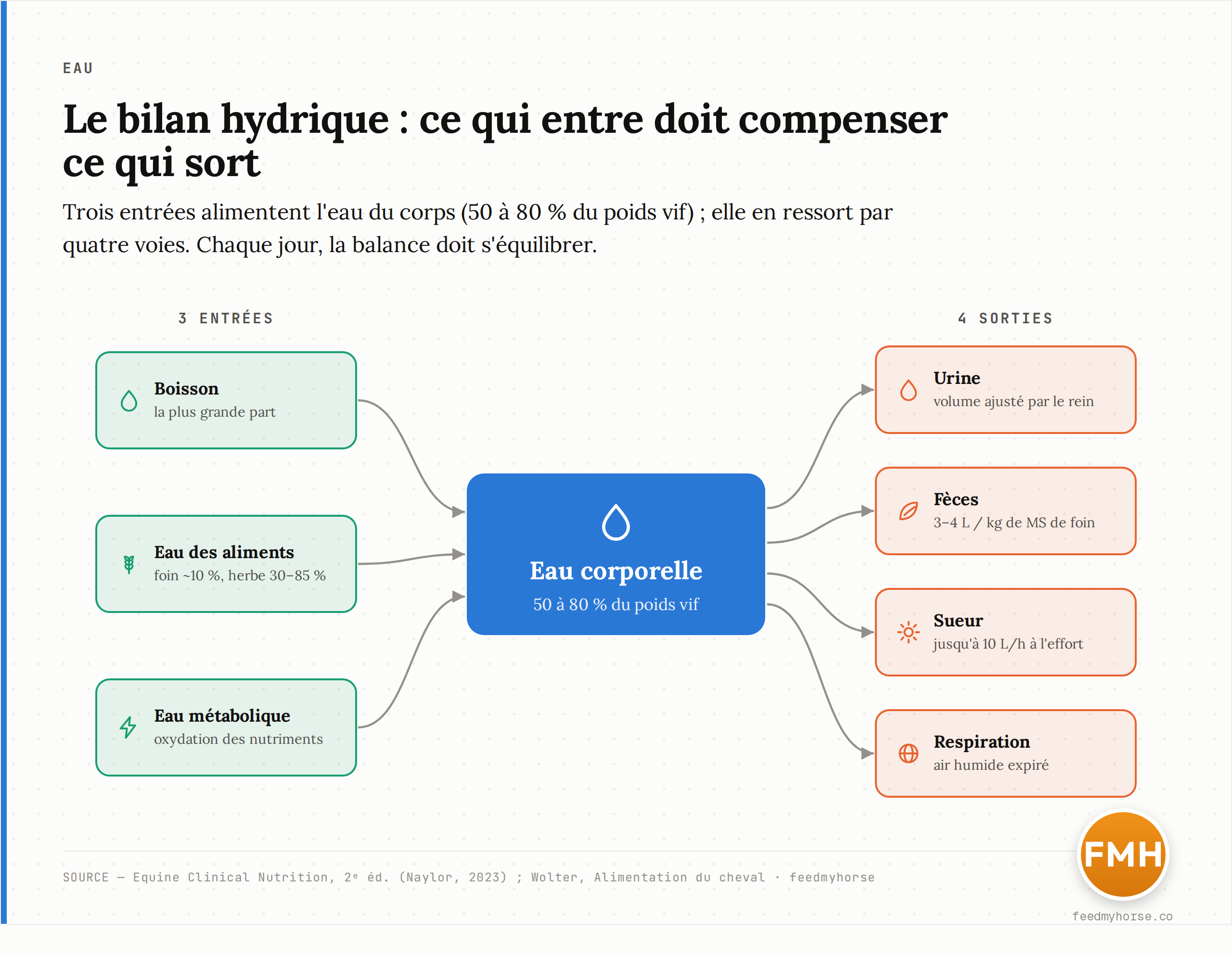 Le bilan hydrique du cheval : trois entrées (boisson, eau des aliments, eau métabolique) alimentent un compartiment corporel représentant 50 à 80 % du poids vif, d'où l'eau ressort par quatre voies (urine, fèces, sueur, respiration). Source : Equine Clinical Nutrition, 2e éd. (Naylor, 2023) ; Wolter, Alimentation du cheval.