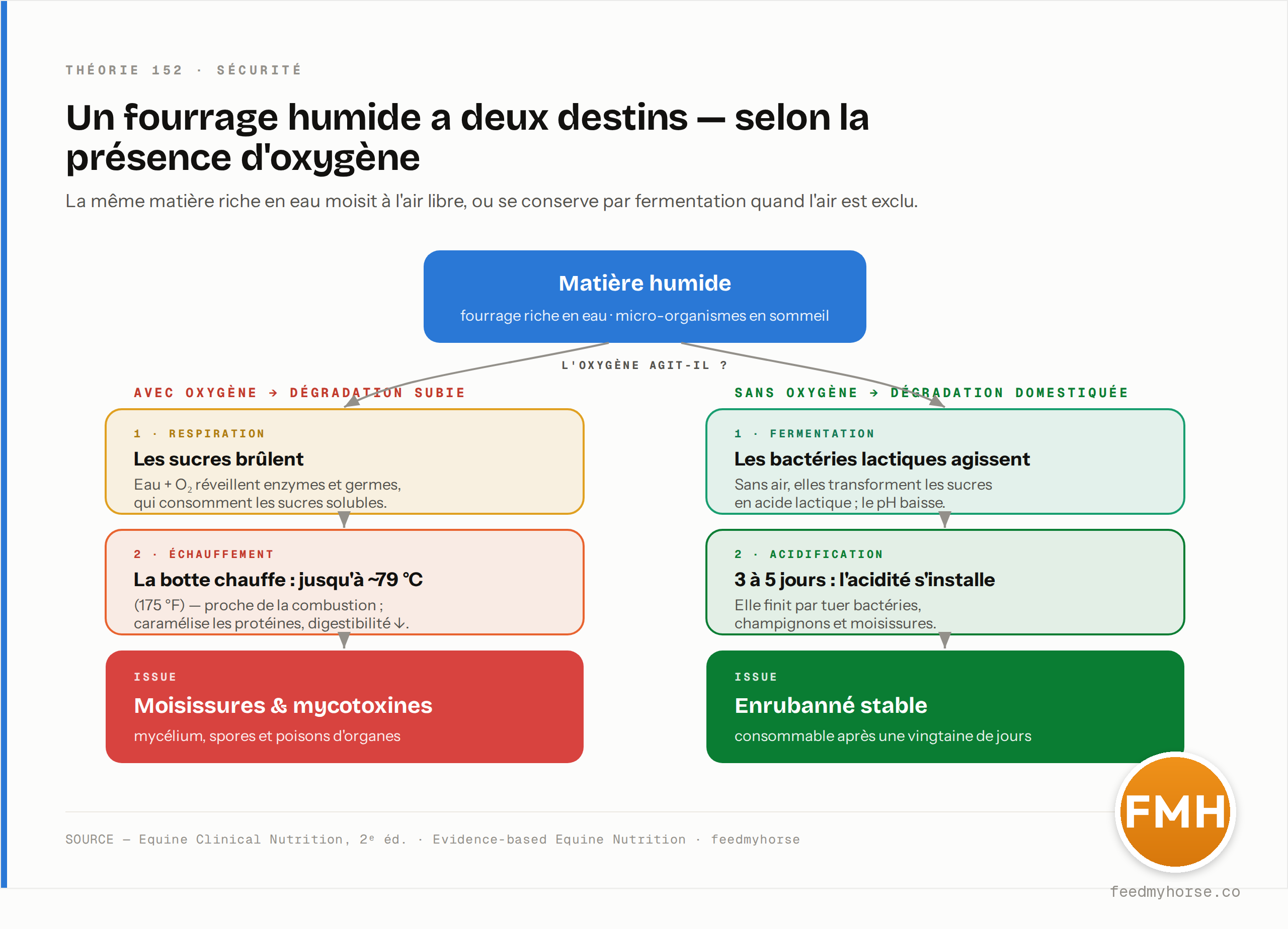 Deux destins d'un fourrage humide selon l'oxygène. Avec air : respiration (les sucres brûlent), échauffement jusqu'à ~79 °C, puis moisissures et mycotoxines. Sans air : fermentation lactique, acidification en 3 à 5 jours, enrubanné stable après une vingtaine de jours. Source : Equine Clinical Nutrition, 2ᵉ éd. ; Evidence-based Equine Nutrition — feedmyhorse.