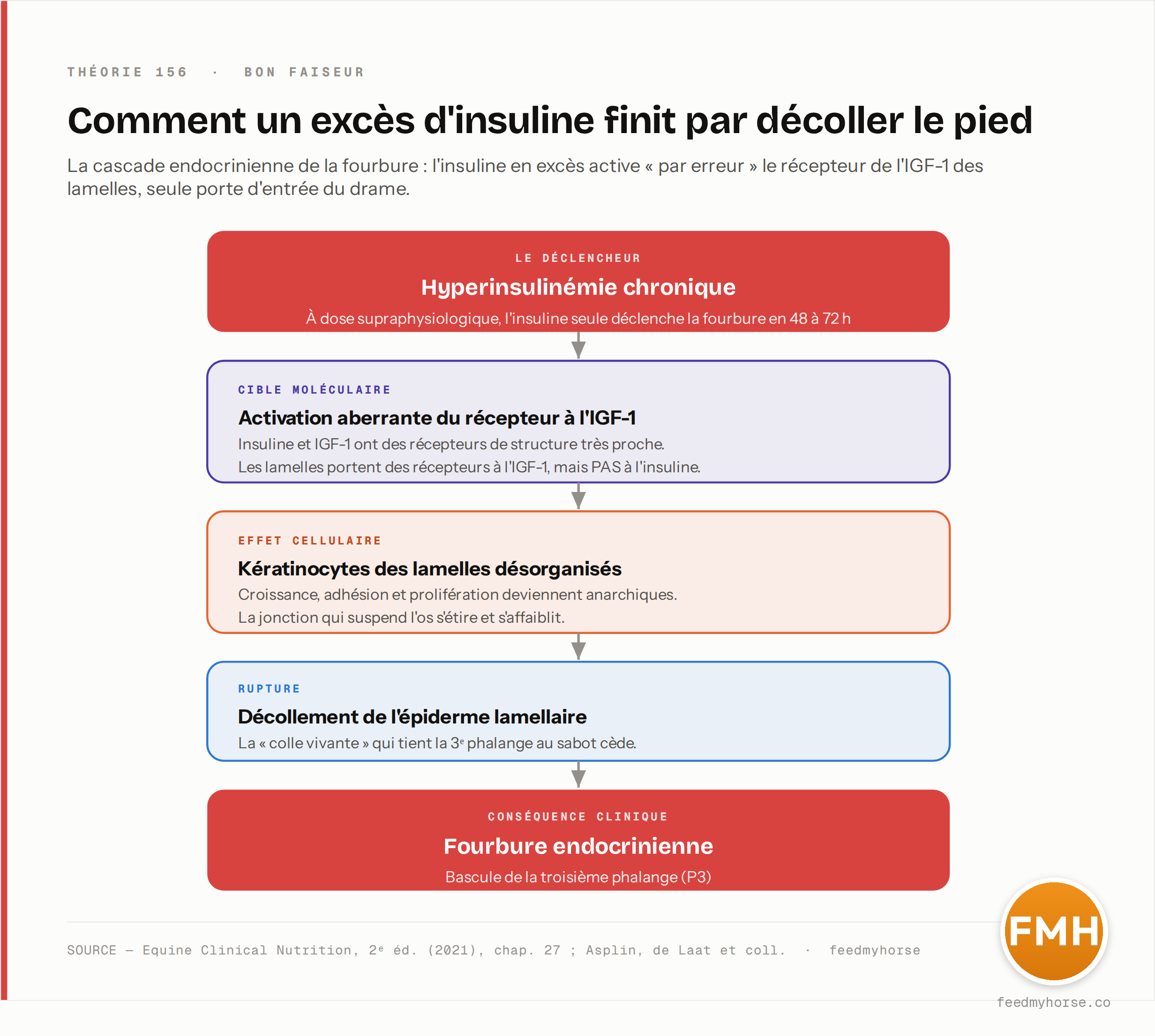 La cascade endocrinienne de la fourbure : l'hyperinsulinémie chronique (fourbure induite en 48 à 72 h) active « par erreur » le récepteur à l'IGF-1 des lamelles, désorganise les kératinocytes, décolle l'épiderme lamellaire et fait basculer la troisième phalange (P3). Source : Equine Clinical Nutrition, 2ᵉ éd. (2021), chap. 27 ; Asplin, de Laat et coll.