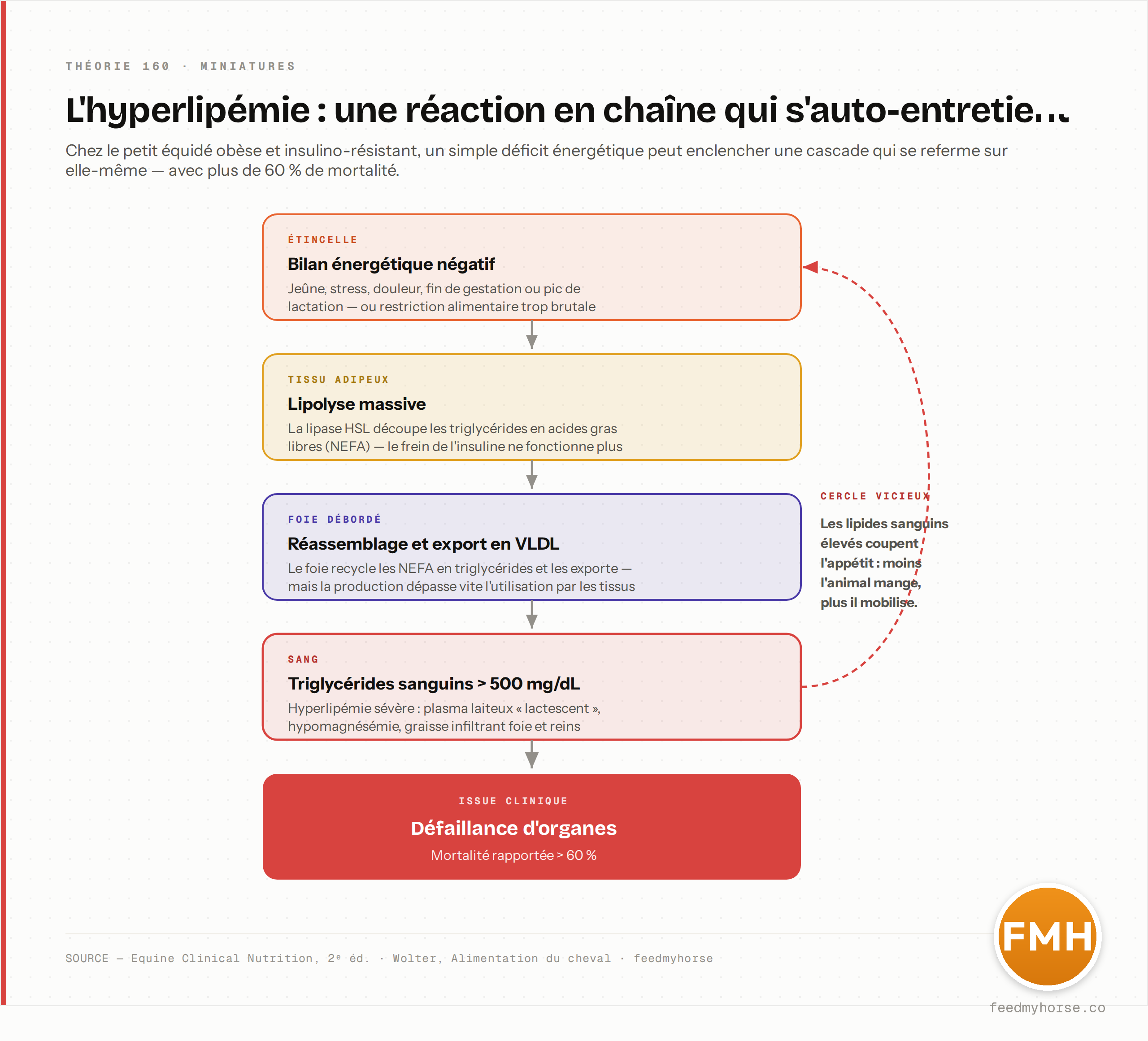 Cascade de l'hyperlipemie du petit equide : un bilan energetique negatif (jeune, stress, douleur, restriction trop brutale) declenche une lipolyse massive (la lipase HSL libere des NEFA, le frein de l'insuline etant inefficace), que le foie reassemble et exporte en VLDL ; les triglycerides sanguins depassent 500 mg/dL (plasma lactescent, hypomagnesemie) et menent a la defaillance d'organes, avec plus de 60 % de mortalite. Les lipides eleves coupant l'appetit, la boucle s'auto-entretient. Source : Equine Clinical Nutrition, 2e ed. · Wolter, Alimentation du cheval · feedmyhorse.
