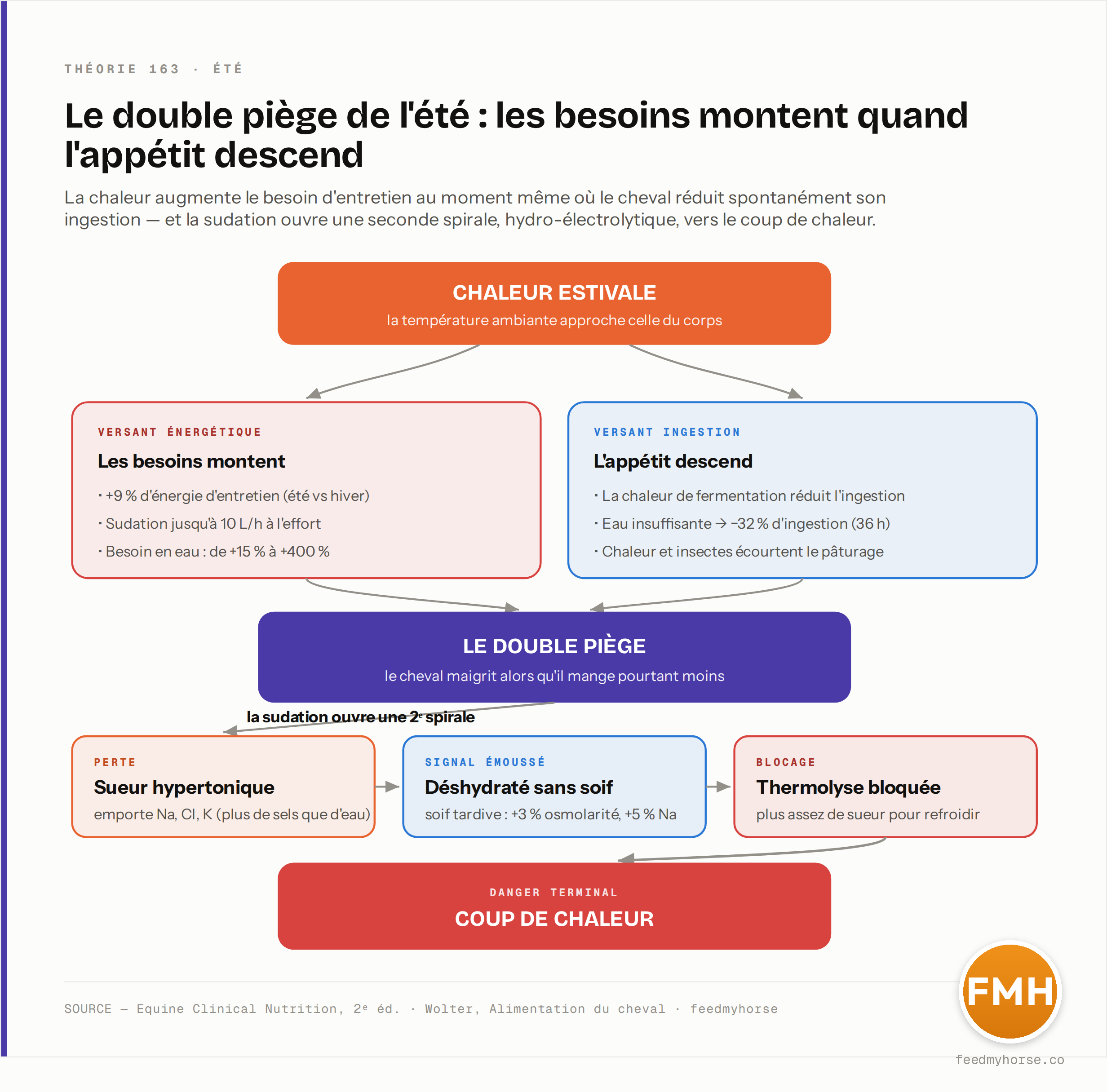 Le double piège de l'été : le besoin d'entretien monte (+9 % vs hiver, sudation jusqu'à 10 L/h, besoin en eau de +15 % à +400 %) au moment où l'ingestion baisse (la chaleur de fermentation coupe l'appétit ; −32 % après 36 h sans eau) ; la sueur hypertonique (Na, Cl, K) enclenche ensuite une spirale — déshydratation sans soif, thermolyse bloquée — vers le coup de chaleur. Source : Equine Clinical Nutrition, 2ᵉ éd. · Wolter, Alimentation du cheval · feedmyhorse