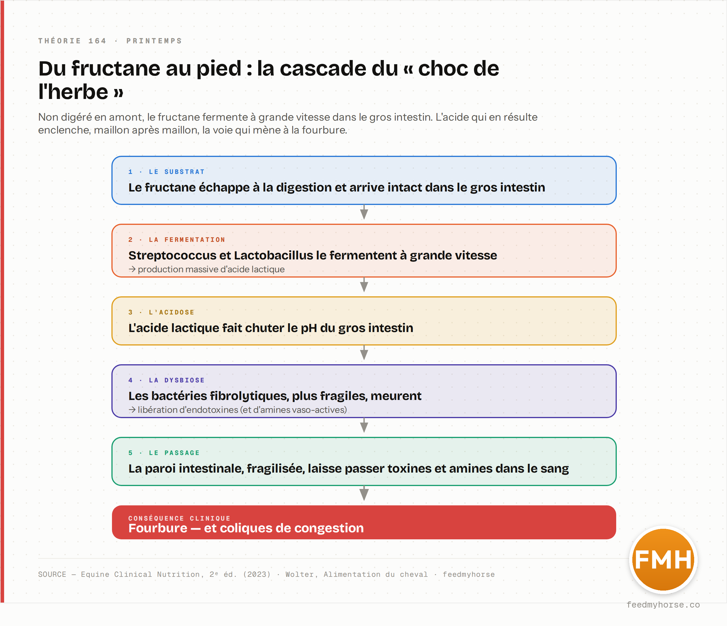 Cascade du « choc de l'herbe » : fructane intact dans le gros intestin → fermentation rapide par Streptococcus et Lactobacillus (acide lactique) → acidose et chute du pH → mort des bactéries fibrolytiques et libération d'endotoxines → passage dans le sang → fourbure et coliques de congestion. Source : Equine Clinical Nutrition, 2ᵉ éd. (2023) · Wolter, Alimentation du cheval · feedmyhorse.