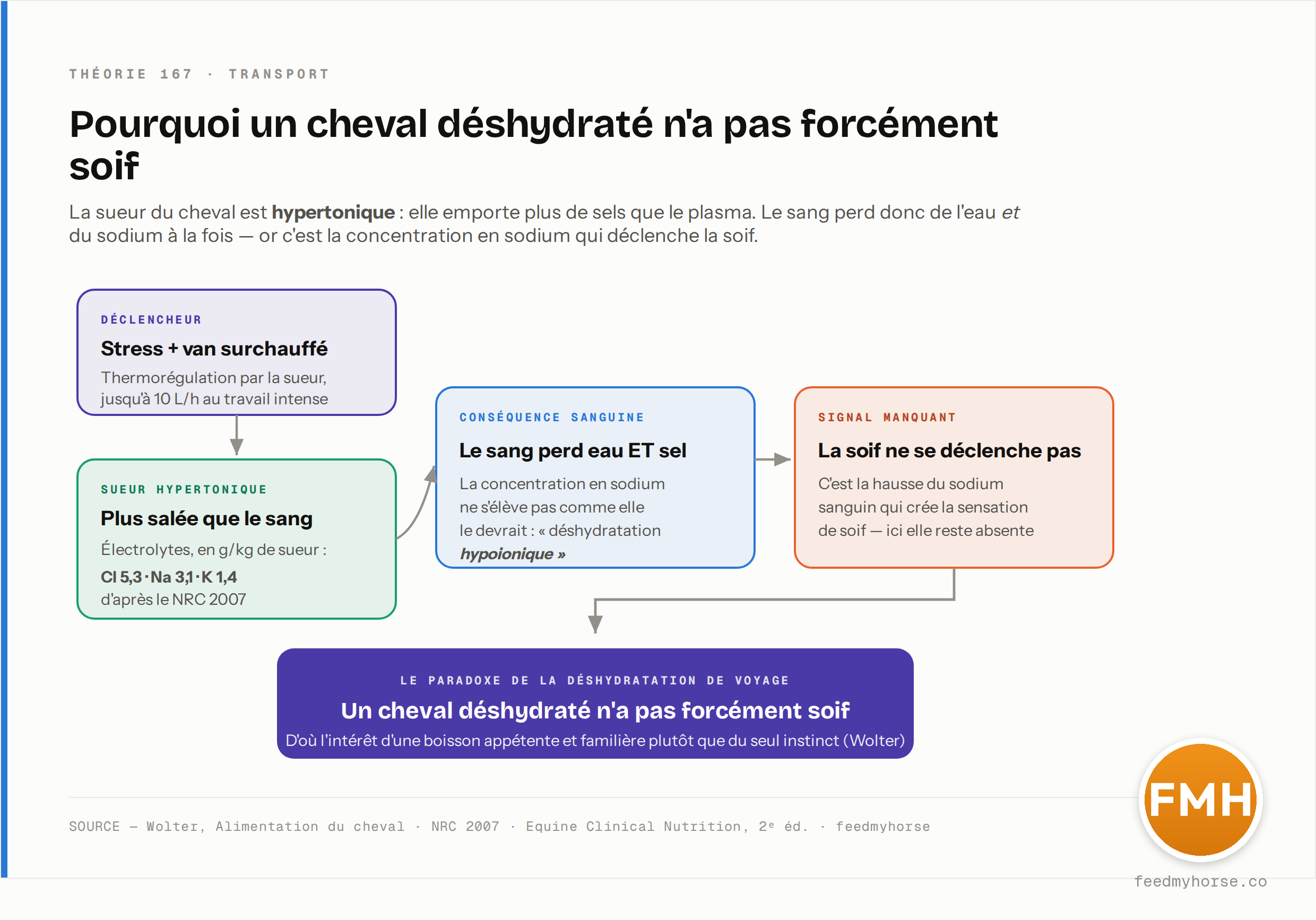 La cascade du « déshydraté sans soif » : parce que la sueur du cheval est hypertonique (électrolytes en g/kg de sueur : Cl 5,3 · Na 3,1 · K 1,4, d'après le NRC 2007), une forte sudation fait perdre au sang de l'eau ET du sodium à la fois. La concentration sanguine en sodium ne s'élève donc pas, et c'est elle qui déclenche la soif : un cheval déshydraté n'a pas forcément soif. Source : Wolter, Alimentation du cheval ; NRC 2007 ; Equine Clinical Nutrition, 2e éd.