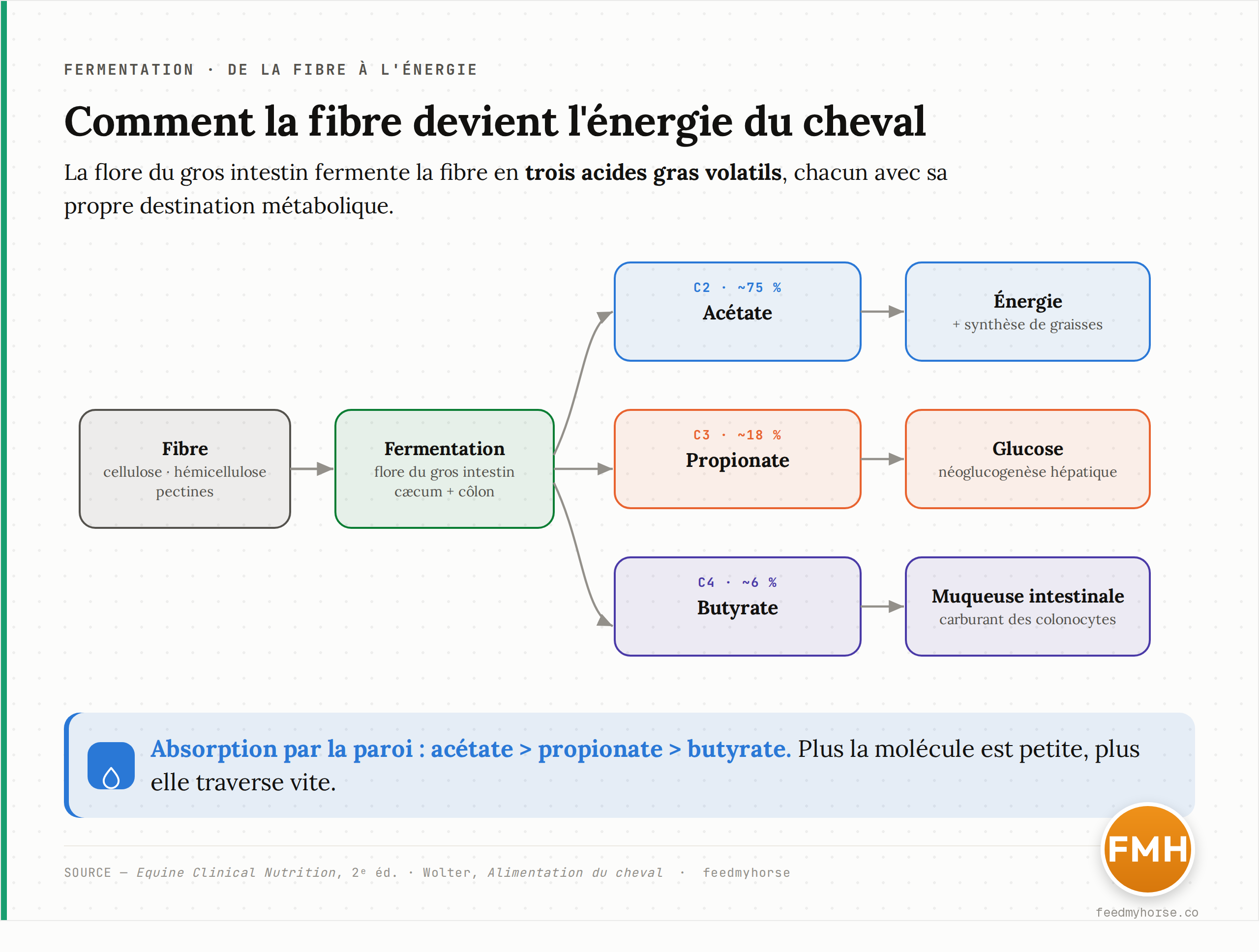Schéma : la fibre alimentaire est hydrolysée puis fermentée par la flore du gros intestin (cæcum et côlon) en trois acides gras volatils. L'acétate (~75 %) sert d'énergie et à la synthèse de graisses, le propionate (~18 %) alimente la fabrication de glucose par le foie, le butyrate (~6 %) nourrit la muqueuse intestinale. L'absorption suit l'ordre acétate > propionate > butyrate. Source : Equine Clinical Nutrition 2e éd. ; Wolter, Alimentation du cheval.