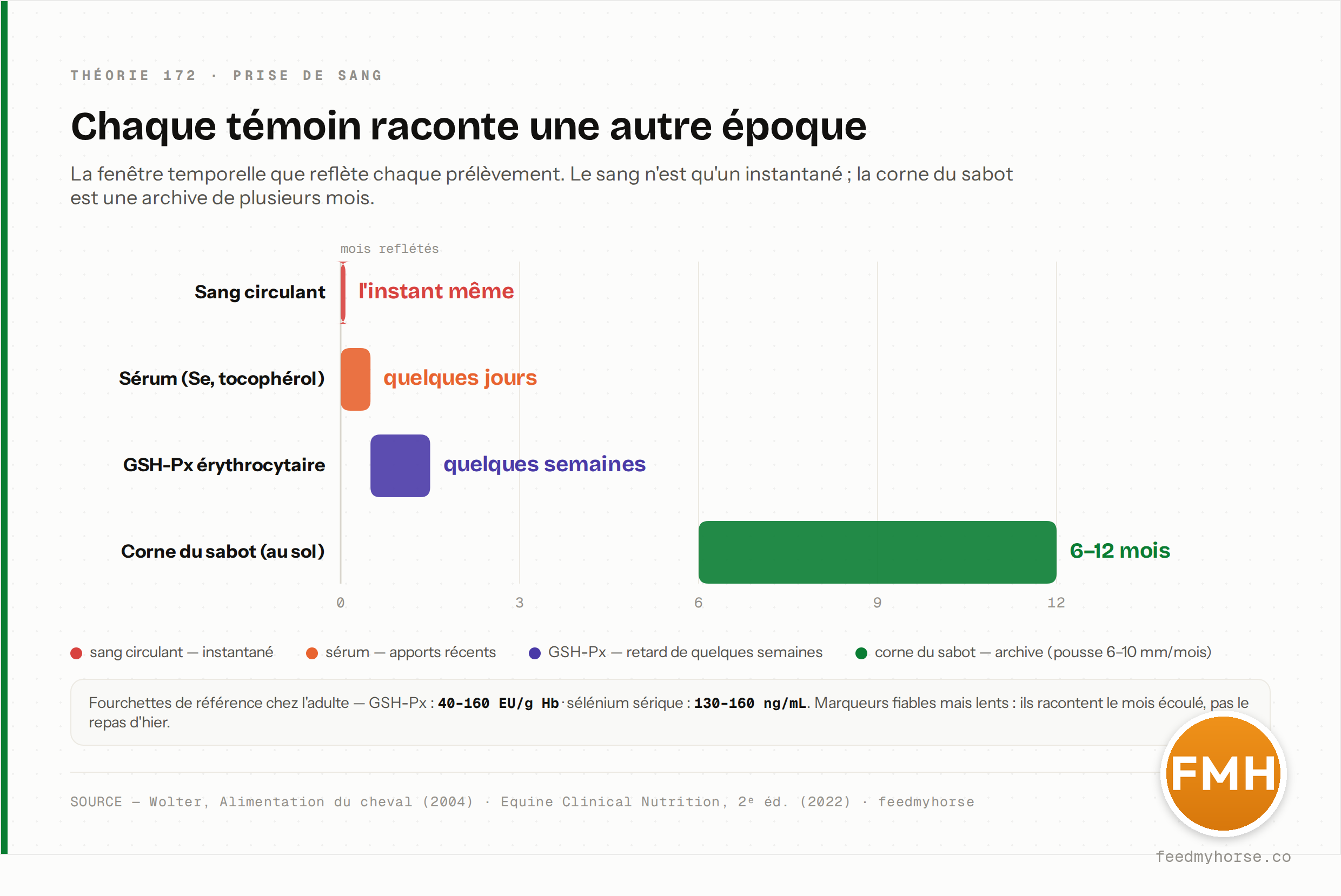 Fenêtre temporelle reflétée par chaque témoin : le sang circulant est un instantané, le sérum (sélénium, tocophérol) reflète les apports de quelques jours, la GSH-Px érythrocytaire accuse un retard de quelques semaines, et la corne du sabot au ras du sol archive les apports de 6 à 12 mois auparavant (elle pousse de 6 à 10 mm/mois). Références adulte : GSH-Px 40–160 EU/g Hb, sélénium sérique 130–160 ng/mL. Source : Wolter (2004) · Equine Clinical Nutrition, 2ᵉ éd. (2022) · feedmyhorse.