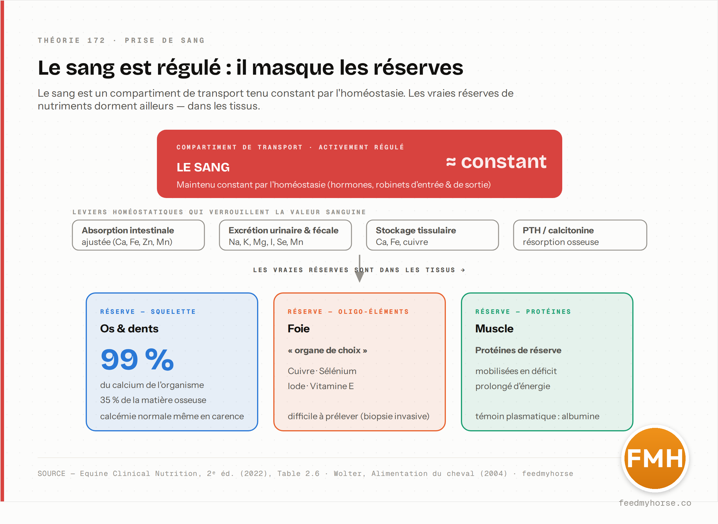Schéma : le sang est un compartiment de transport maintenu ≈ constant par l'homéostasie (absorption intestinale, excrétion urinaire et fécale, stockage tissulaire, PTH/calcitonine) ; les vraies réserves siègent dans les tissus — l'os (99 % du calcium, 35 % de la matière osseuse), le foie (cuivre, sélénium, iode, vitamine E) et le muscle (protéines de réserve). Source : Equine Clinical Nutrition, 2ᵉ éd. (2022), Table 2.6 · Wolter (2004) · feedmyhorse.