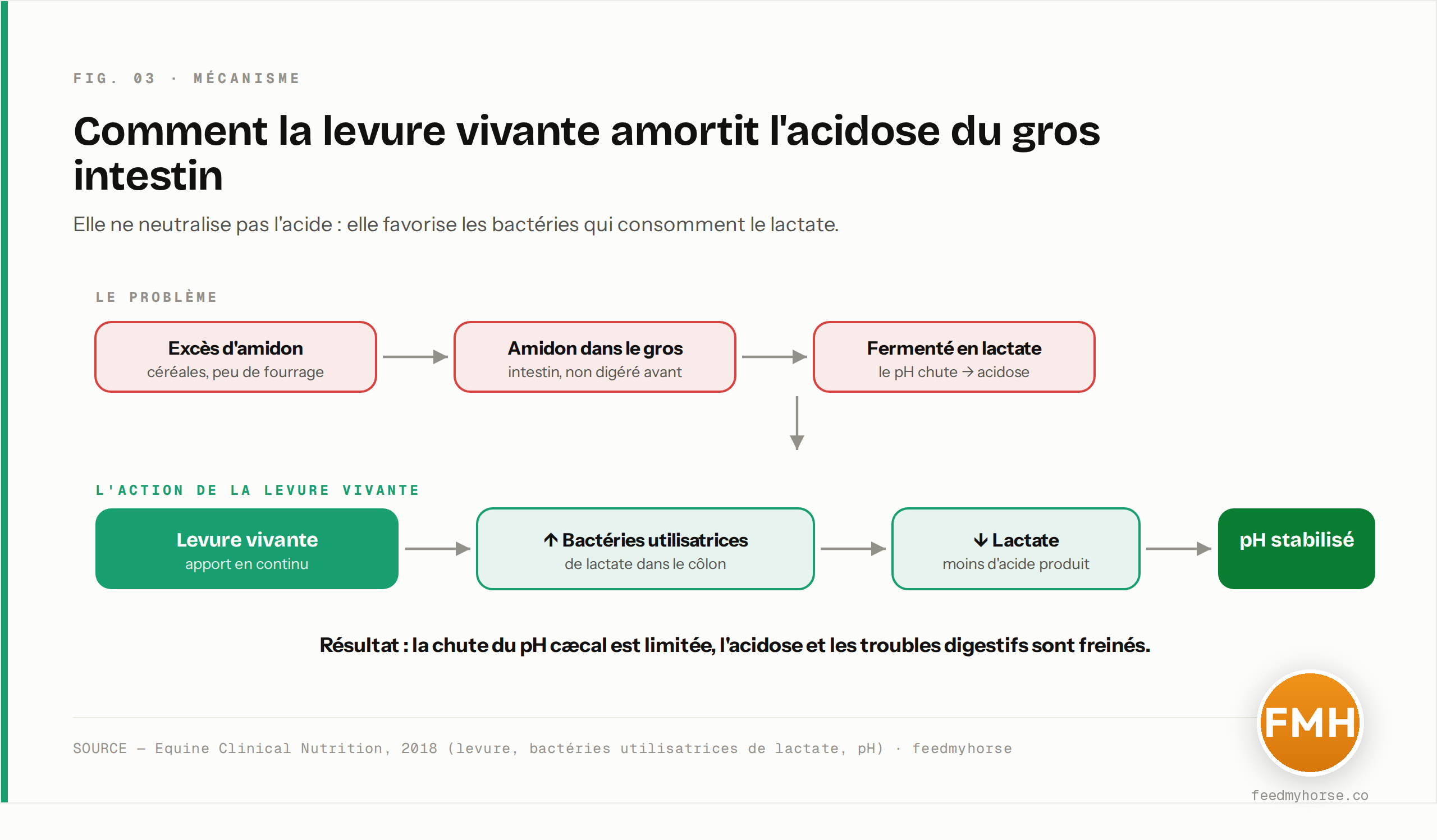 Cascade du mécanisme : la levure vivante favorise les bactéries utilisatrices de lactate, qui font baisser le lactate, ce qui limite la chute du pH cæcal et réduit le risque d'acidose. Source : Equine Clinical Nutrition, 2018.