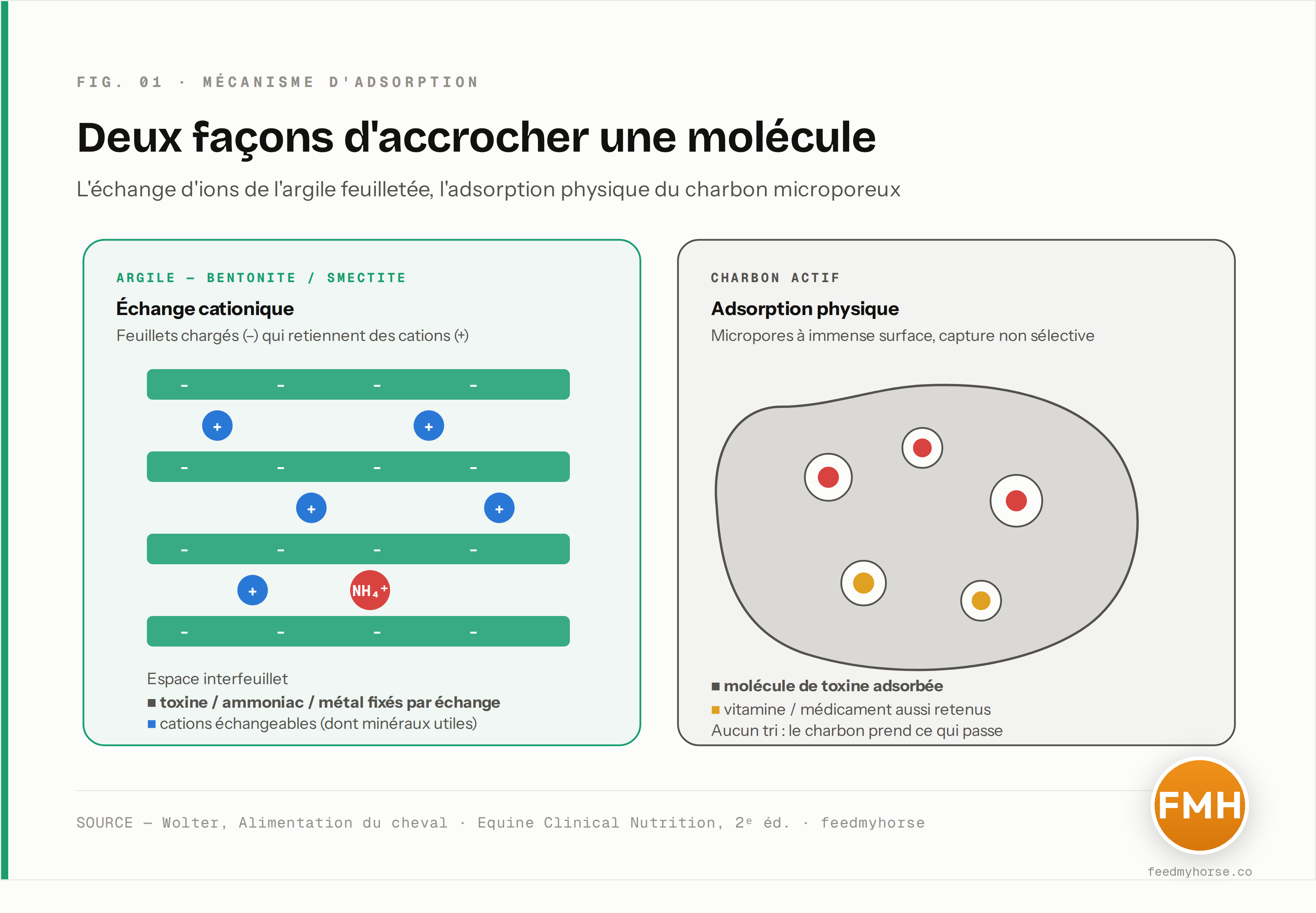 Schéma du mécanisme d'adsorption : à gauche, le feuillet d'argile chargé négativement échange ses cations et piège une molécule chargée dans l'espace interfeuillet ; à droite, le micropore du charbon actif retient une molécule par adsorption physique de surface. Sources : Wolter, Alimentation du cheval ; Equine Clinical Nutrition, 2018.