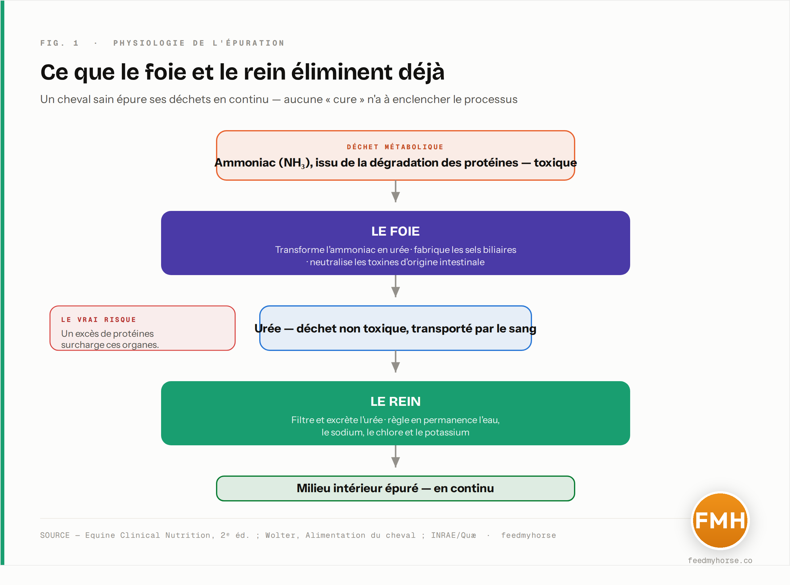 Schéma du circuit d'épuration : l'ammoniac (NH₃) issu de la dégradation des protéines est transformé par le foie en urée, déchet non toxique, que le rein filtre et excrète tout en réglant l'eau et les électrolytes — un travail continu qui n'a pas besoin d'être « enclenché » par une cure. Source : Equine Clinical Nutrition 2ᵉ éd. ; Wolter ; INRAE/Quæ.