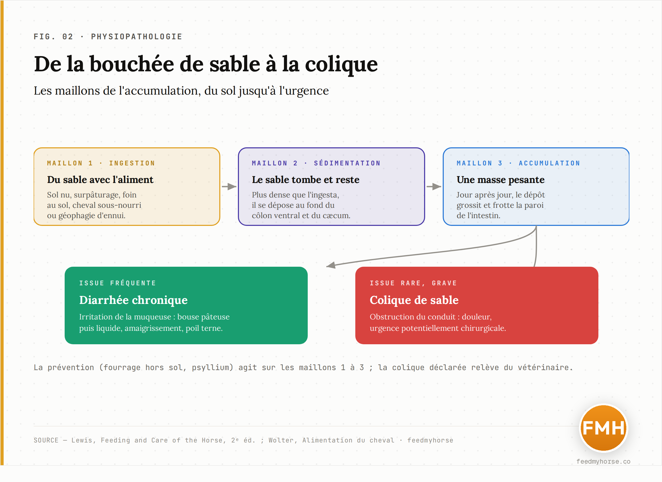 Schéma en cascade de la colique de sable : de l'ingestion involontaire (sol nu, surpâturage, aliment au sol) à la sédimentation dans le cæcum et le côlon ventral, puis à l'irritation qui provoque une diarrhée chronique et, plus rarement, à l'obstruction — la colique de sable, urgence potentielle. Source : Lewis, Feeding and Care of the Horse ; Wolter, Alimentation du cheval.
