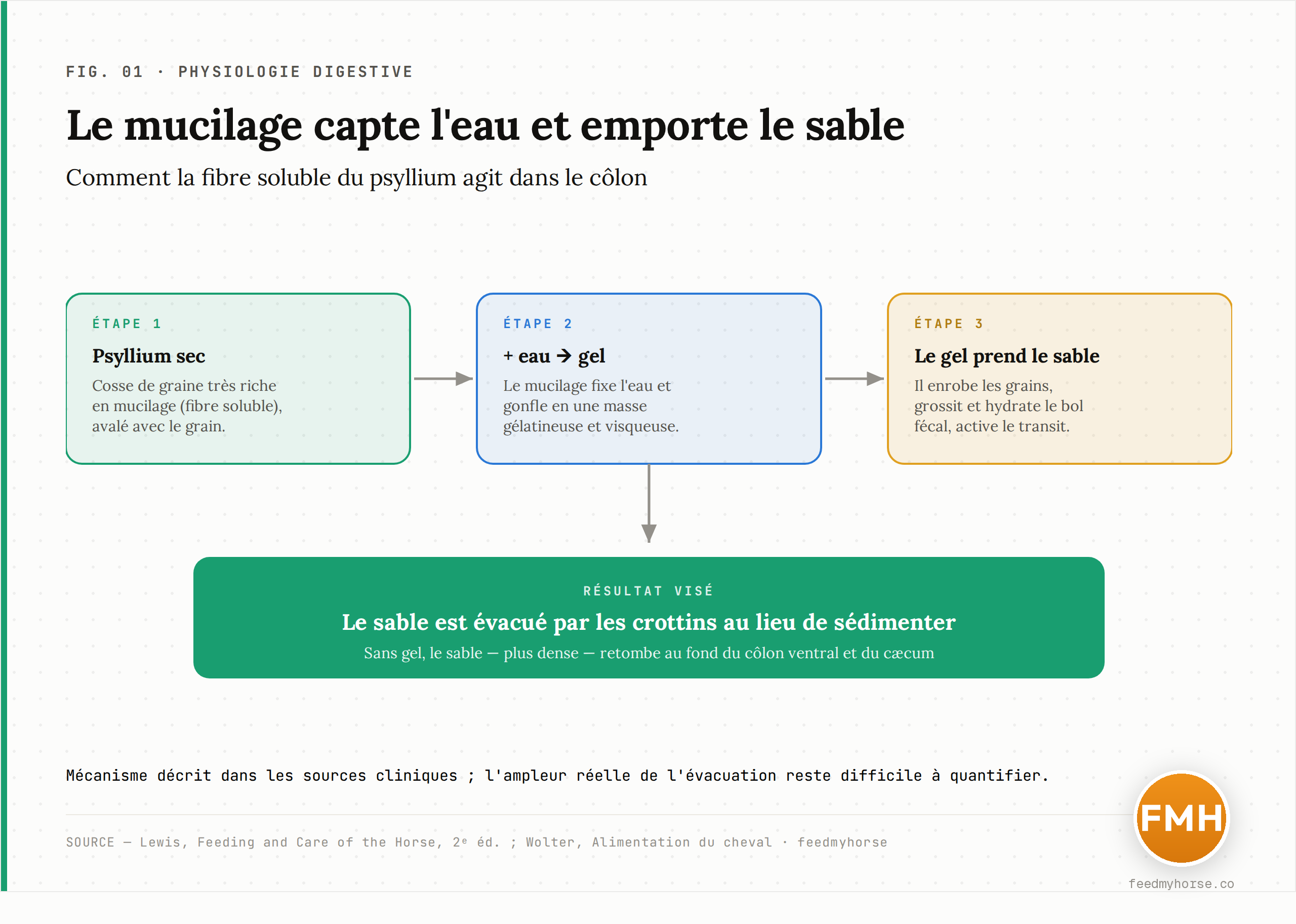 Schéma du mécanisme : la cosse de psyllium, riche en mucilage, capte l'eau du côlon et gonfle en un gel visqueux qui enrobe le sable sédimenté et augmente le volume hydraté du bol fécal, favorisant sa progression vers la sortie. Source : Lewis, Feeding and Care of the Horse ; Wolter, Alimentation du cheval.