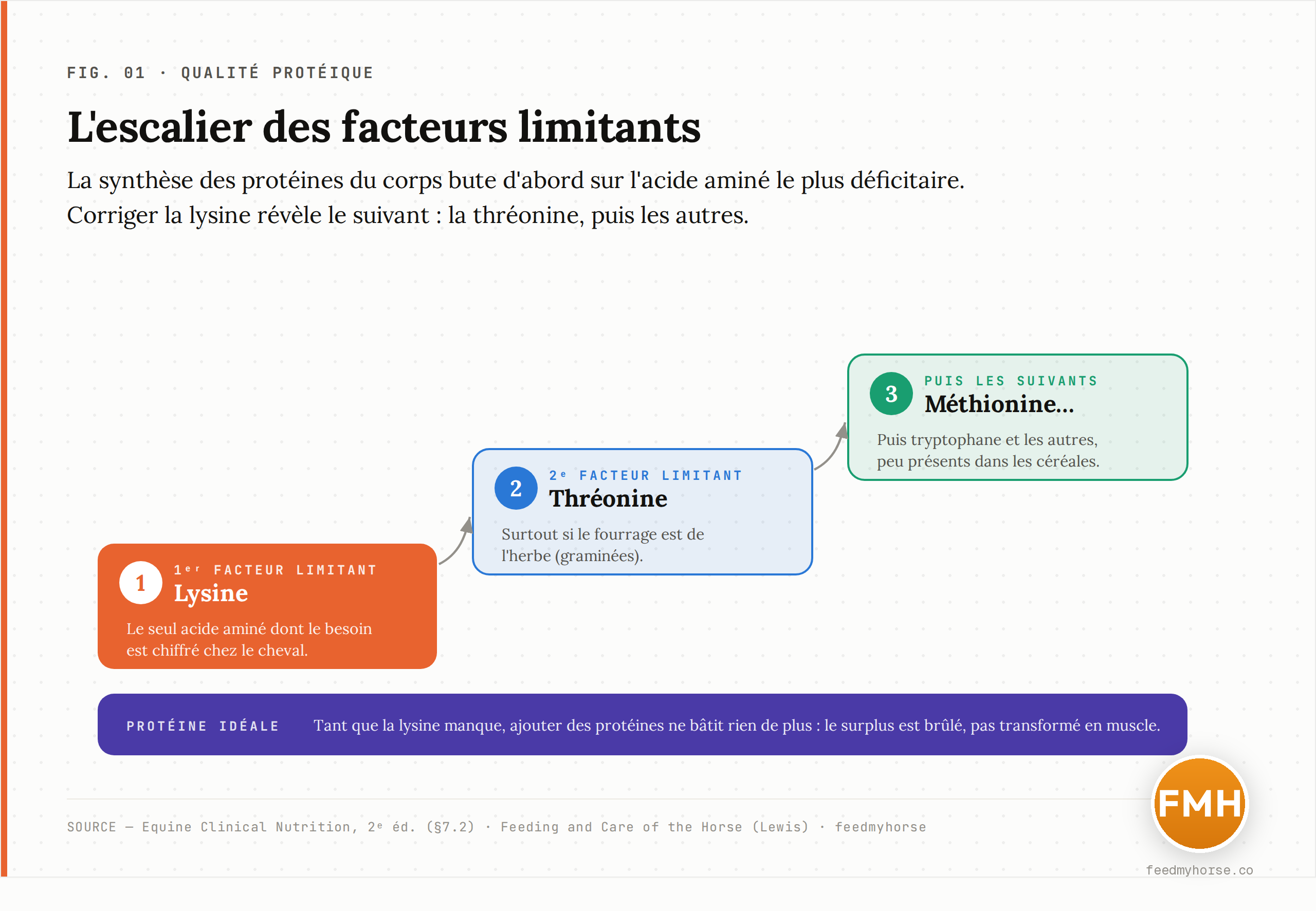 Escalier des facteurs limitants : la synthèse des protéines du corps bute d'abord sur la lysine (1ᵉʳ facteur limitant, le seul dont le besoin soit chiffré chez le cheval), puis sur la thréonine (2ᵉ, surtout si le fourrage est de l'herbe), puis sur la méthionine et les suivants. Source : Equine Clinical Nutrition, 2ᵉ éd. ; Feeding and Care of the Horse (Lewis).