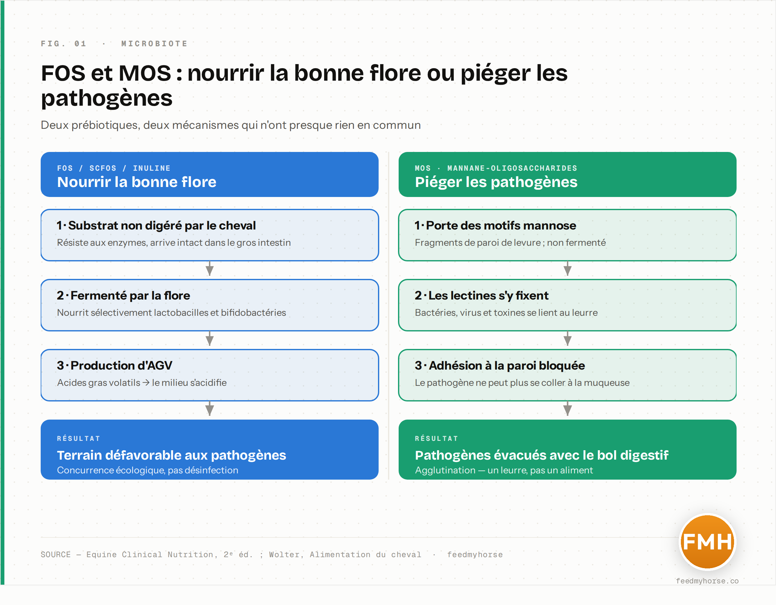 Schéma comparant les deux stratégies : à gauche, le FOS, substrat fermenté qui nourrit les bonnes bactéries et produit des AGV ; à droite, le MOS, qui se fixe sur les pathogènes et bloque leur adhésion à la paroi intestinale. Sources : Equine Clinical Nutrition 2e éd. ; Wolter, Alimentation du cheval.