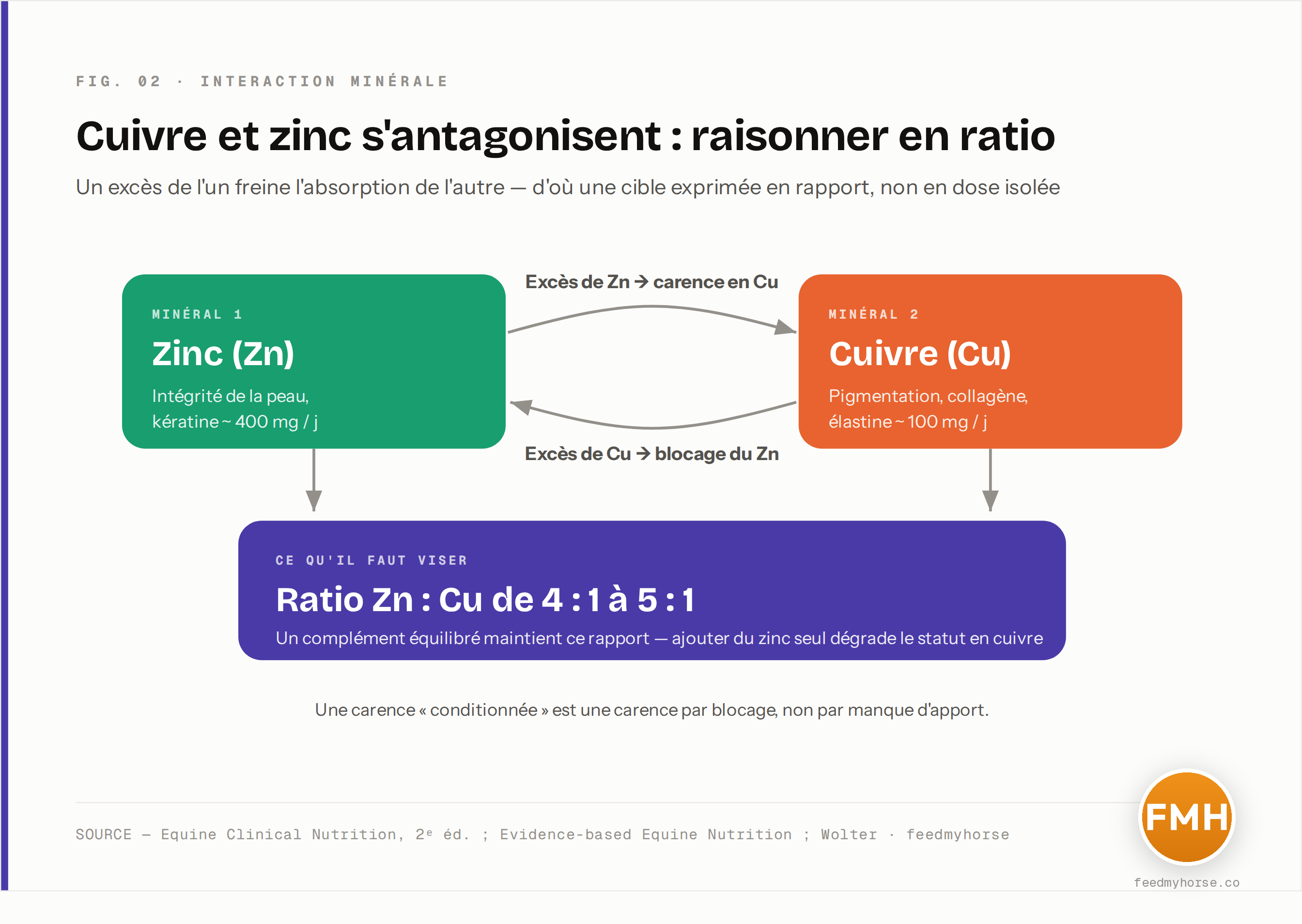 Le cercle d'antagonisme cuivre-zinc : chaque minéral en excès freine l'absorption de l'autre, d'où l'importance de raisonner en ratio (4:1 à 5:1). Sources : Equine Clinical Nutrition, 2ᵉ éd. et Wolter.