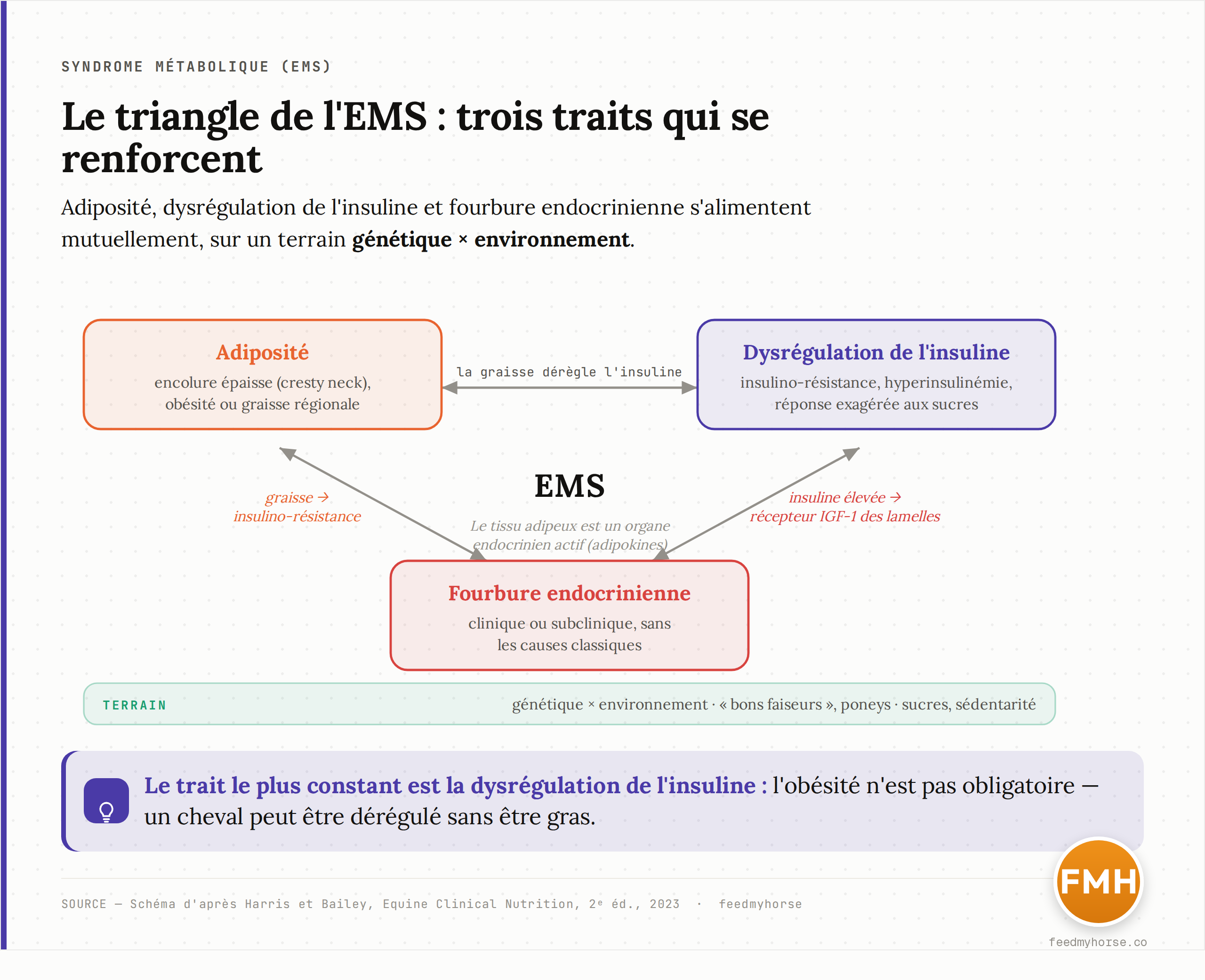 Le triangle de l'EMS : l'adiposité, la dysrégulation de l'insuline et la fourbure endocrinienne se renforcent mutuellement, sur un terrain façonné par la génétique et l'environnement. Le tissu adipeux agit comme un organe endocrinien actif. Schéma d'après Harris et Bailey, Equine Clinical Nutrition 2e éd., 2023.