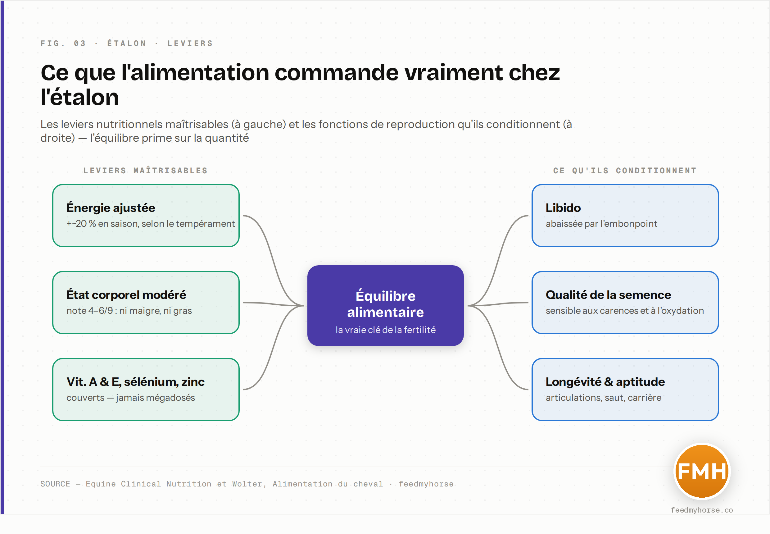 Les leviers nutritionnels que l'on maîtrise chez l'étalon (énergie ajustée, état corporel modéré, couverture en vitamines A et E, sélénium et zinc) convergent vers un seul déterminant — l'équilibre alimentaire — qui commande à son tour la libido, la qualité de la semence et la longévité. La quantité ne remplace pas l'équilibre. Source : Equine Clinical Nutrition et Wolter, Alimentation du cheval.