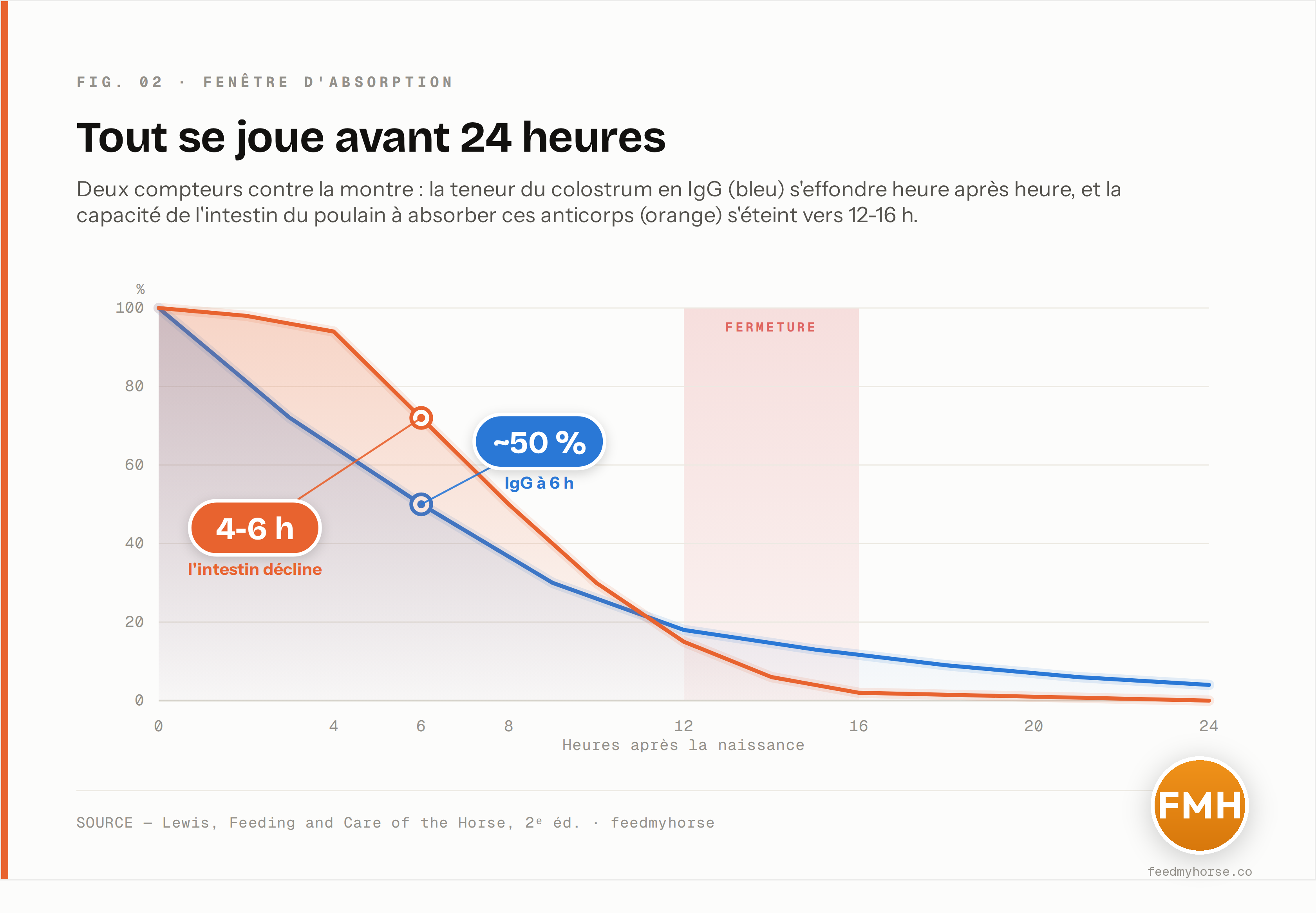 La fenêtre d'absorption des IgG se referme en moins de 24 h. Deux courbes convergent : la teneur en IgG du colostrum (bleu, en % de sa valeur à la naissance) chute de moitié dès 6 h ; la capacité de l'intestin du poulain à absorber ces anticorps (orange) décline dès 4-6 h et s'éteint vers 12-16 h. Source : Lewis, Feeding and Care of the Horse.