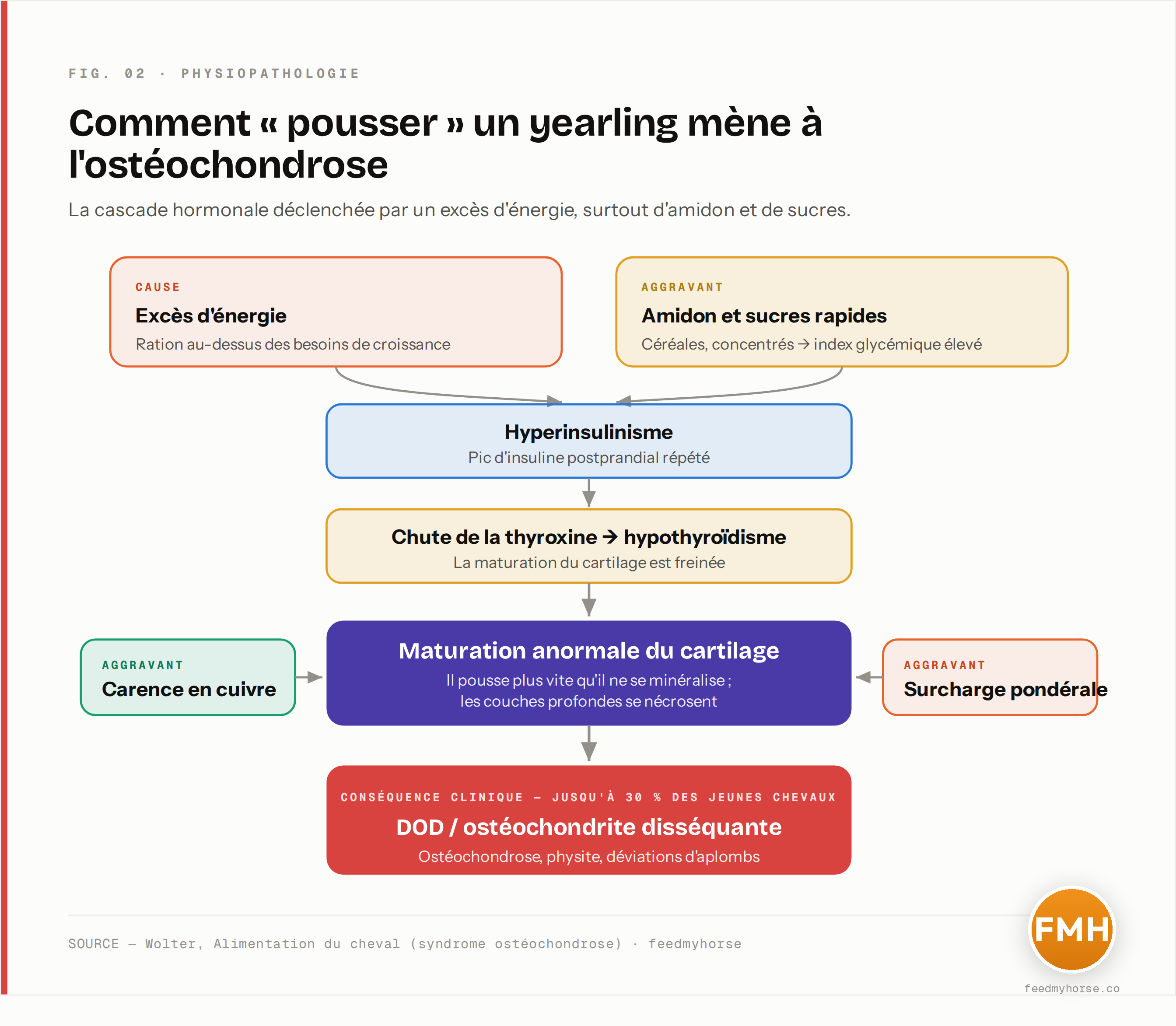 Cascade de la suralimentation vers l'ostéochondrose : un excès d'énergie, surtout sous forme d'amidon et de sucres, provoque un hyperinsulinisme qui freine la thyroxine, d'où un hypothyroïdisme qui bloque la maturation du cartilage. Combiné à une surcharge de poids sur un squelette immature, il aboutit aux affections ostéo-articulaires du développement (ostéochondrose, OCD).