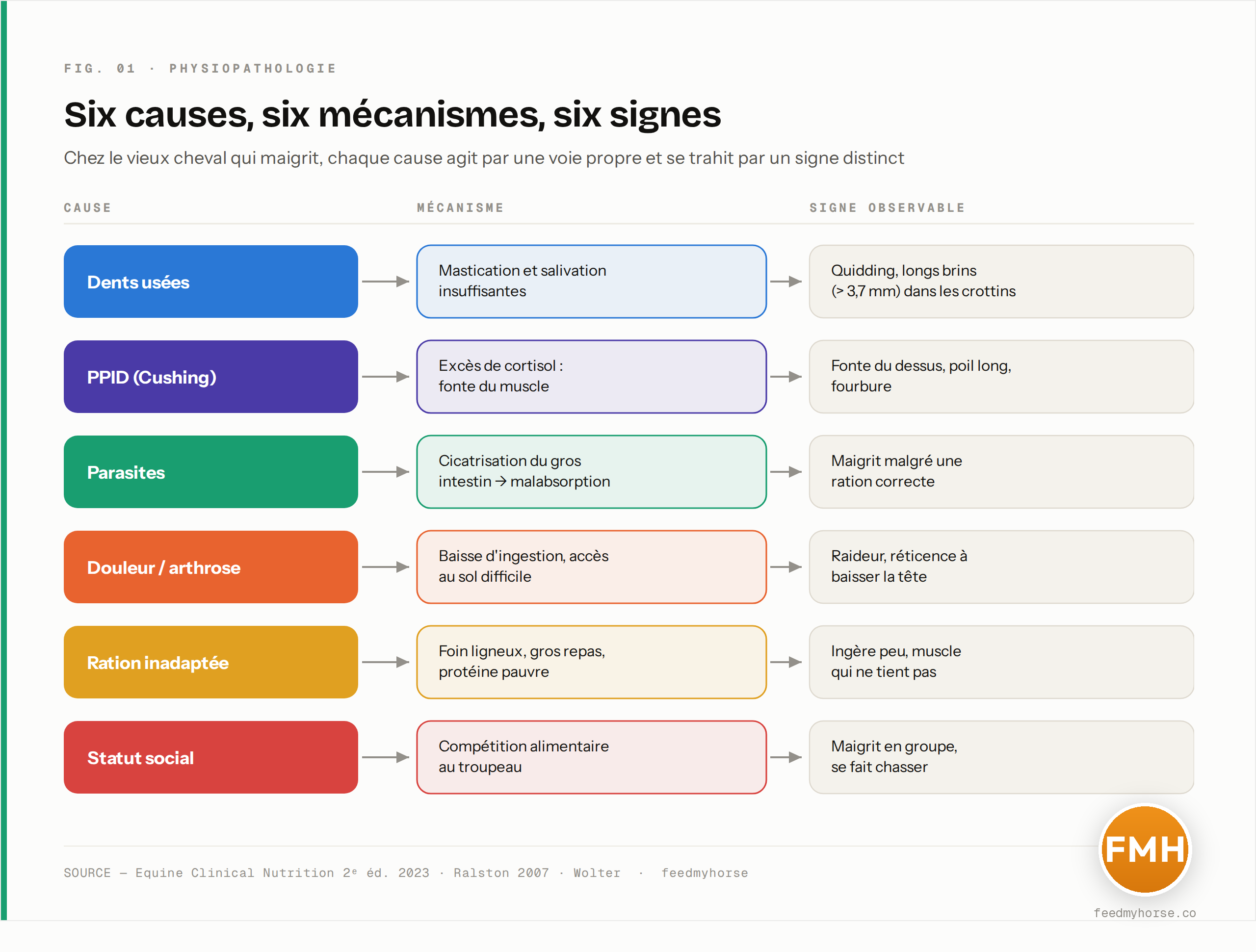 Schéma de la cascade cause → mécanisme → signe visible chez le vieux cheval qui maigrit : chaque grande cause (dents, PPID, parasites, douleur, ration, statut social) agit par un mécanisme propre et se traduit par un signe observable distinct. Source : Equine Clinical Nutrition 2ᵉ éd. 2023, Ralston 2007, Wolter.