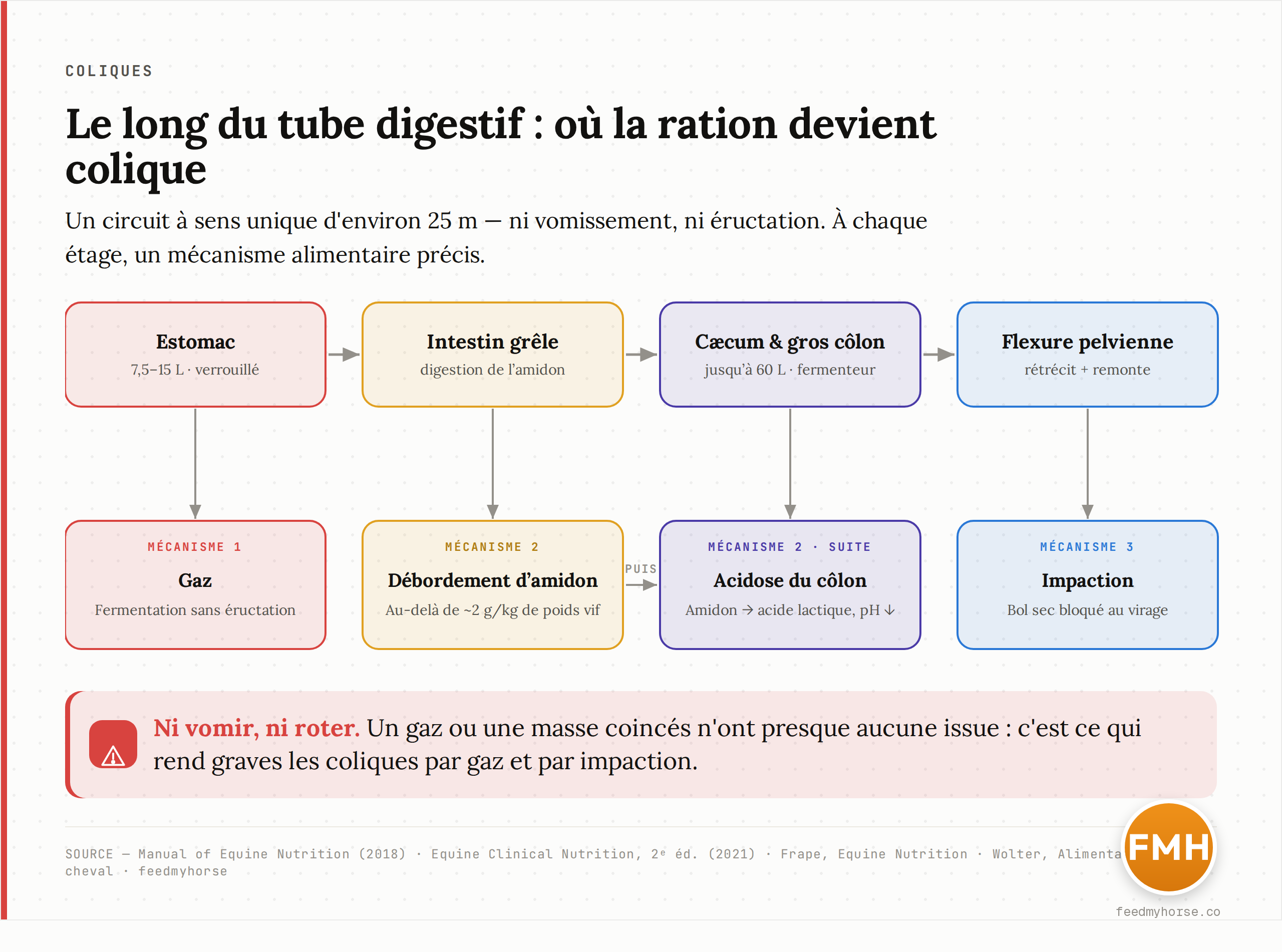 Schéma : le long du tube digestif du cheval (estomac 7,5-15 L, intestin grêle, cæcum et gros côlon jusqu'à 60 L, flexures), trois grands mécanismes de colique alimentaire — gaz bloqué dans l'estomac faute d'éructation, débordement d'amidon au-delà du seuil de l'intestin grêle, surcharge et acidose dans le gros fermenteur, et impaction aux rétrécissements. Sources : Manual of Equine Nutrition (2018), Equine Clinical Nutrition (2021), Frape, Wolter.