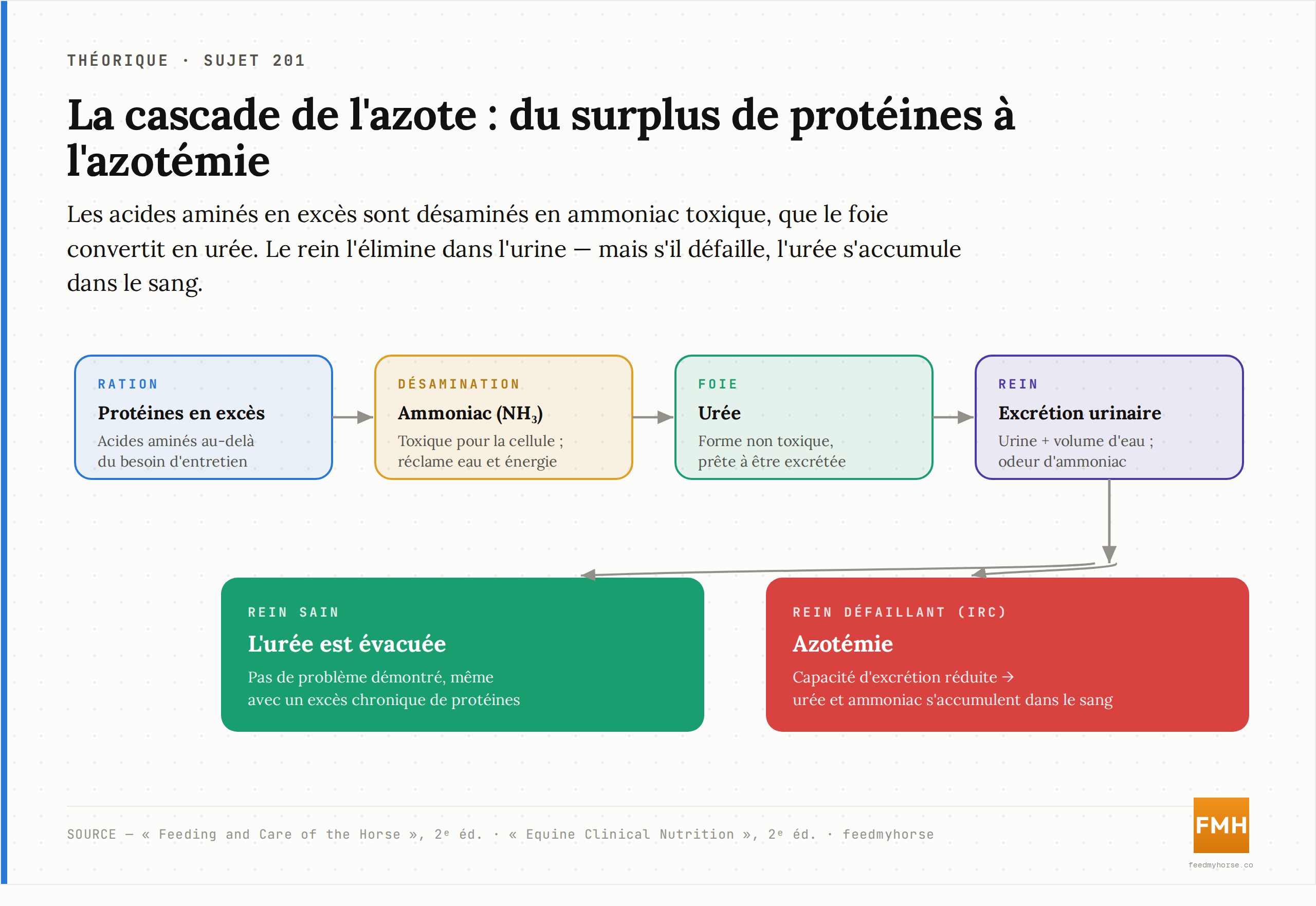 Cascade de l'azote alimentaire : les acides aminés en excès sont désaminés en ammoniac, converti en urée par le foie, puis éliminé par le rein. Quand le rein défaille, l'urée s'accumule dans le sang (azotémie). Sources : Feeding and Care of the Horse, 2ᵉ éd. ; Equine Clinical Nutrition, 2ᵉ éd.