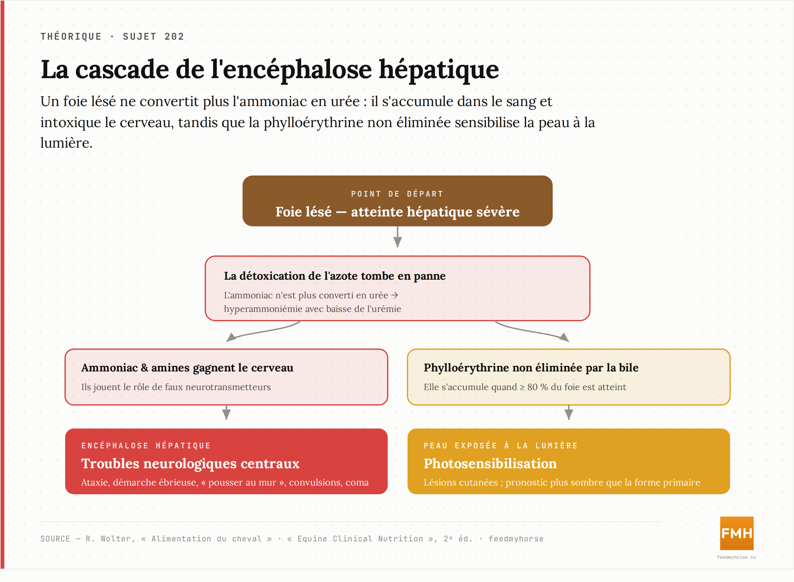 La cascade de l'encéphalose hépatique : un foie lésé ne convertit plus l'ammoniac en urée, qui s'accumule dans le sang (hyperammoniémie avec baisse de l'urémie) et intoxique le cerveau comme un faux neurotransmetteur ; en parallèle, la phylloérythrine non éliminée déclenche une photosensibilisation. Sources : Wolter, Alimentation du cheval ; Equine Clinical Nutrition, 2ᵉ éd.