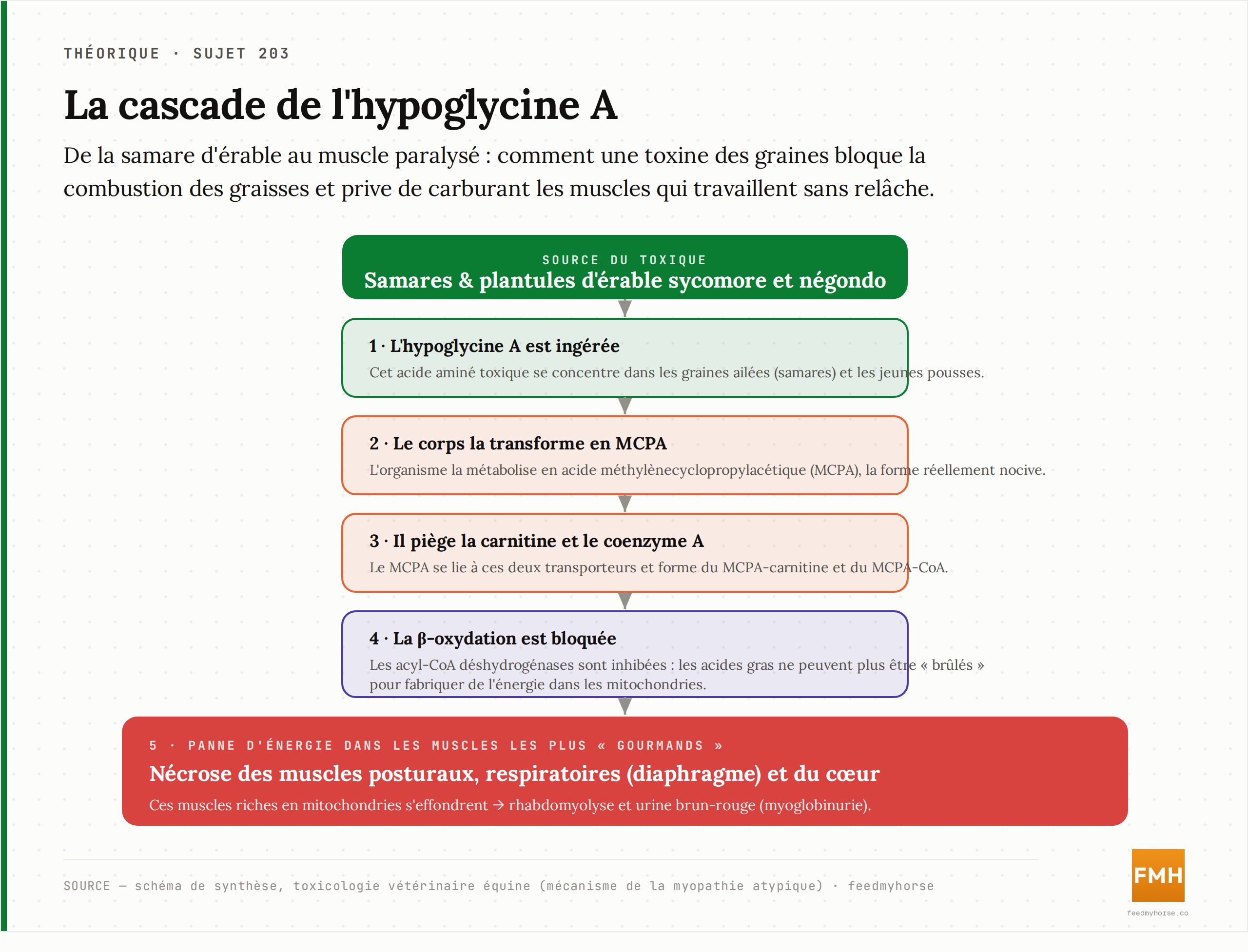 La cascade toxicologique de l'hypoglycine A, de la samare d'érable jusqu'à la nécrose musculaire : ingestion de la toxine, transformation en MCPA, piégeage de la carnitine et du coenzyme A, blocage de la β-oxydation, puis panne d'énergie dans les muscles posturaux, respiratoires et cardiaques. Schéma de synthèse (toxicologie vétérinaire équine).